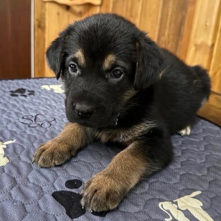 Millie, Adoptable, Puppy Female Shepherd.