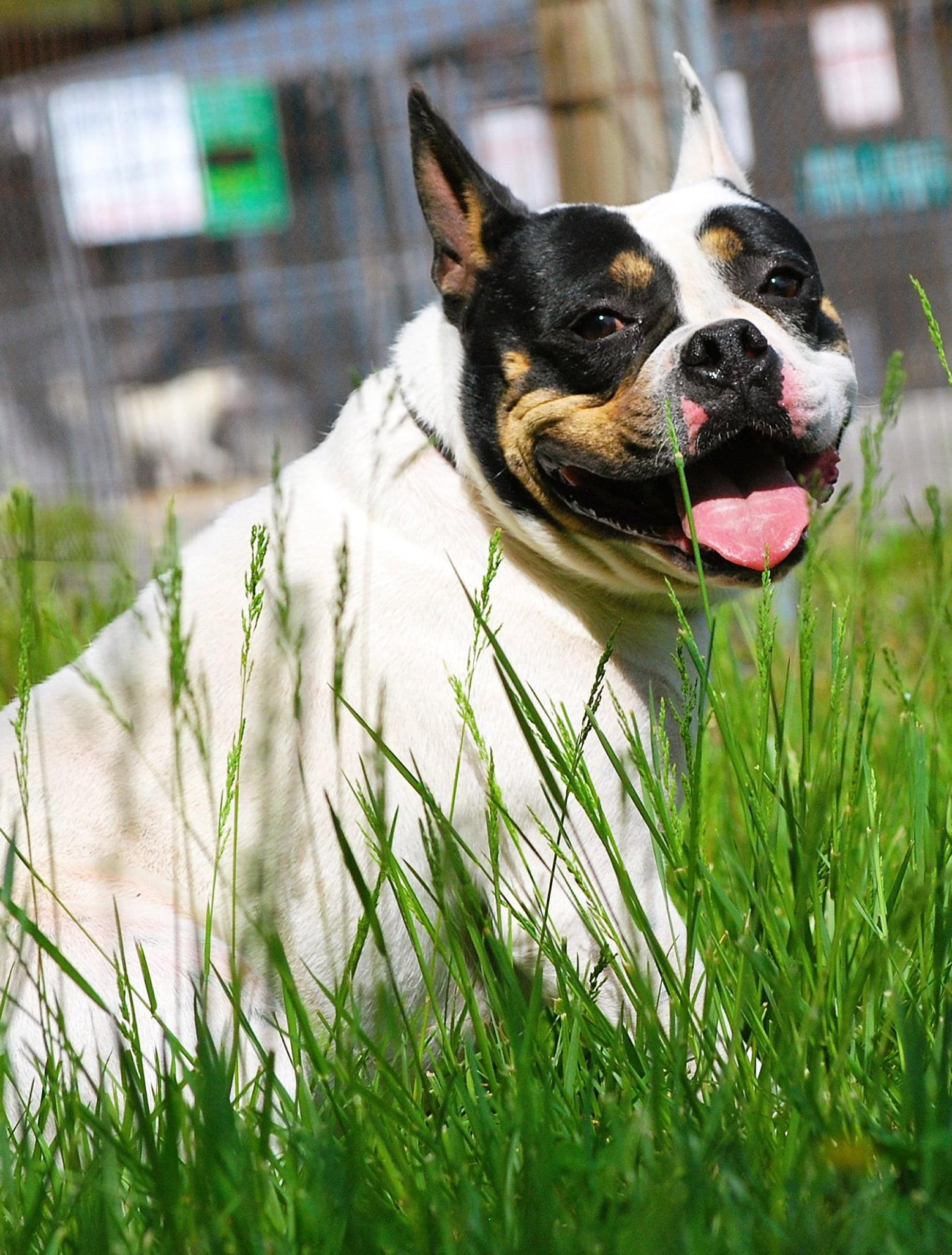 Enlarge Strawberry, an adopted mixed breed in manchester, TN image 3/5
