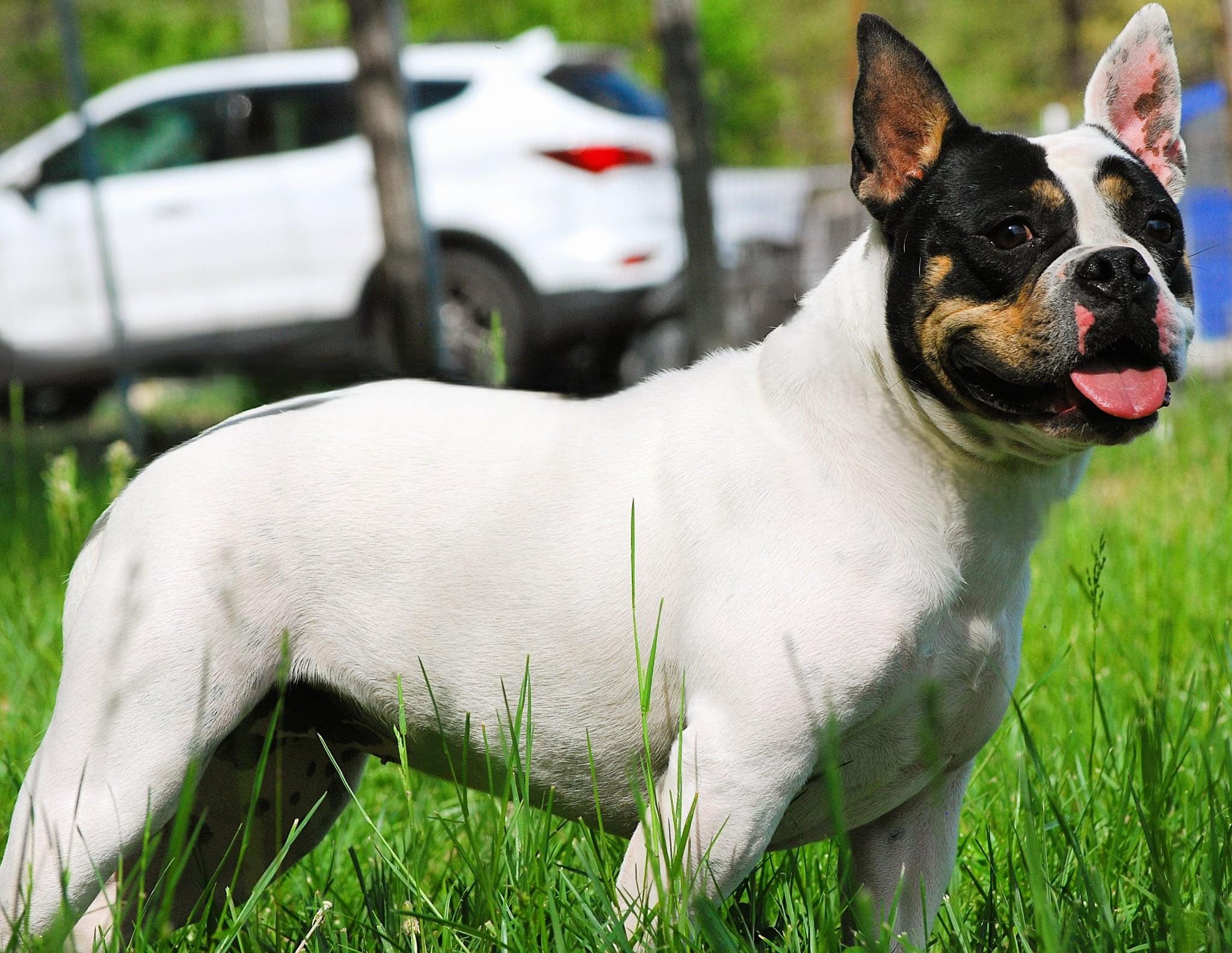 Enlarge Strawberry, an adopted mixed breed in manchester, TN image 2/5