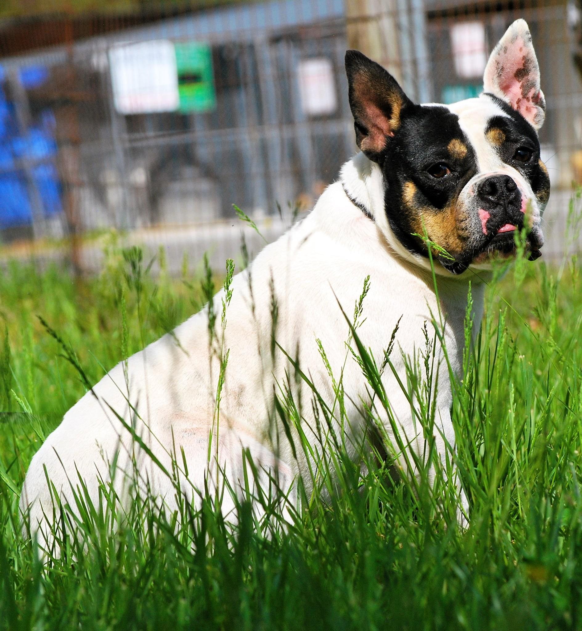 Enlarge Strawberry, an adopted mixed breed in manchester, TN image 4/5