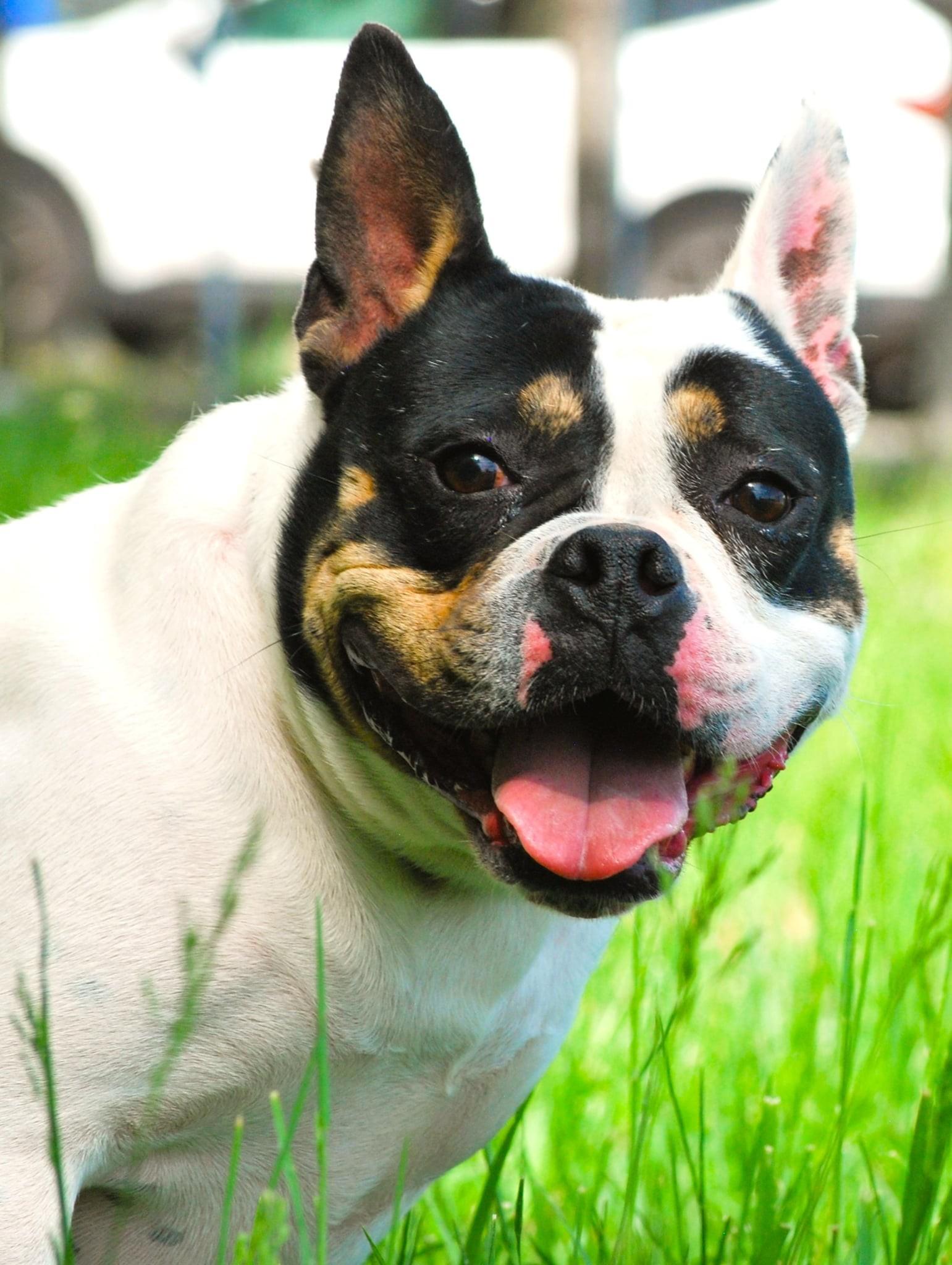 Strawberry, adopted, Adult Female American Bulldog.