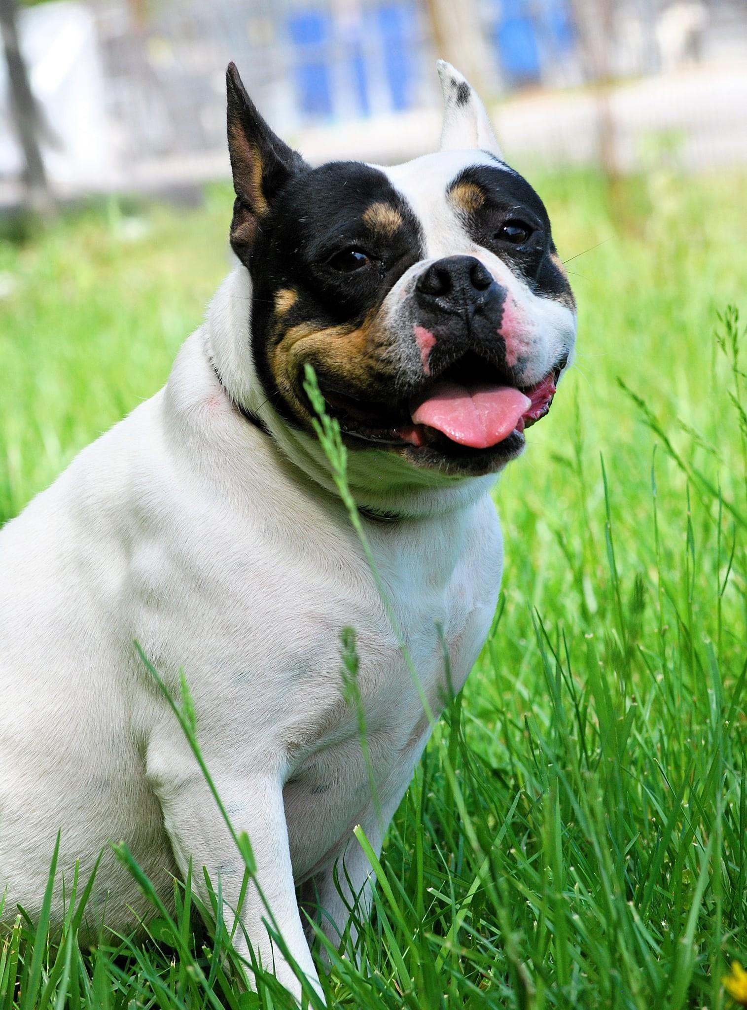 Enlarge Strawberry, an adopted mixed breed in manchester, TN image 5/5