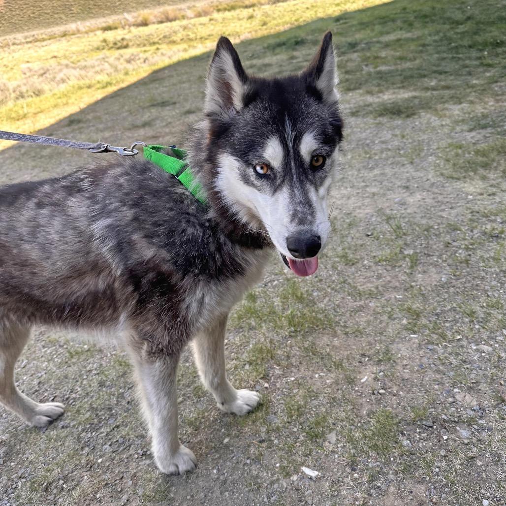 Ellora, a Adoptable Mixed Breed in Hailey, ID image 2/6