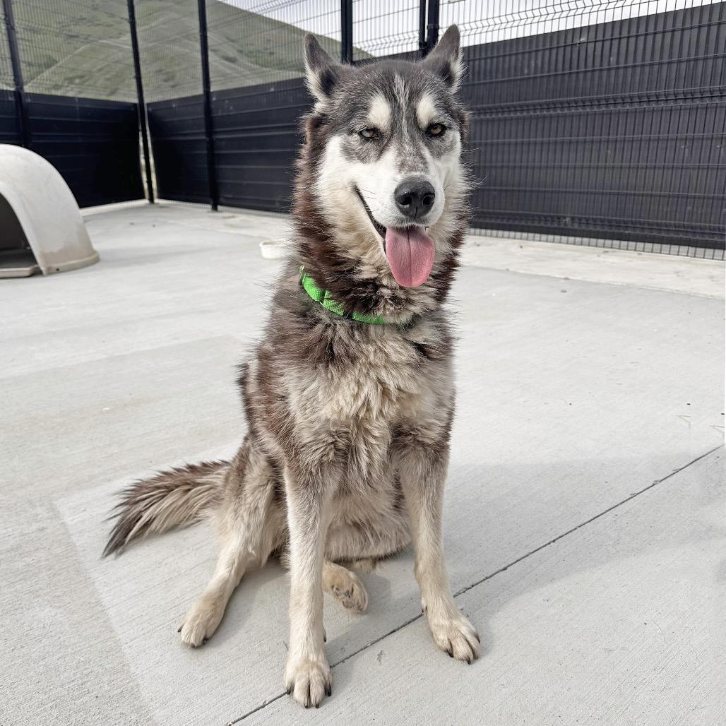 Ellora, a Adoptable Mixed Breed in Hailey, ID image 3/6