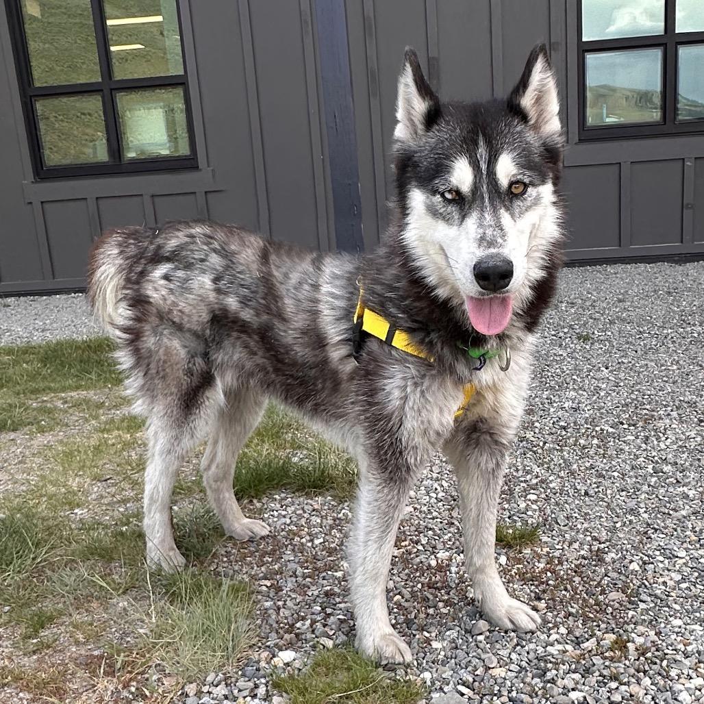Ellora, a Adoptable Mixed Breed in Hailey, ID image 4/6
