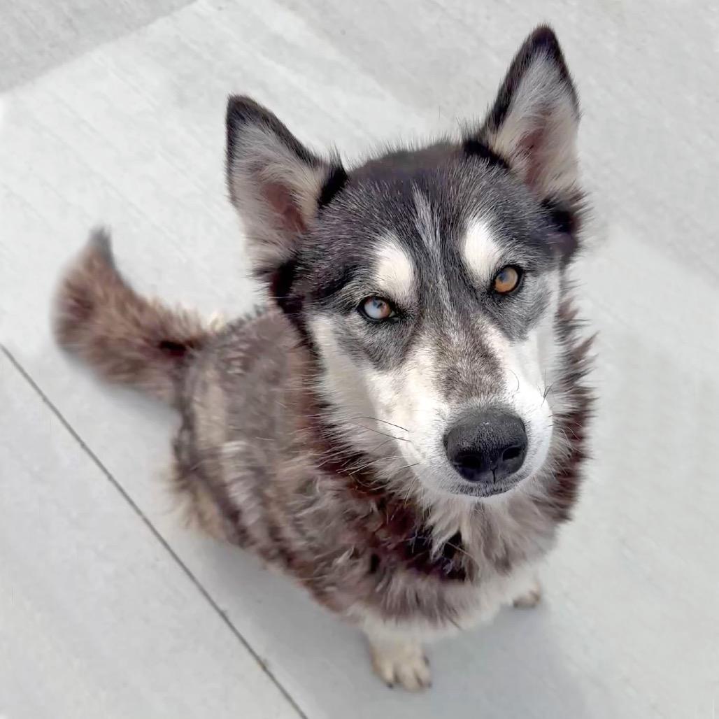 Ellora, a Adoptable Mixed Breed in Hailey, ID image 5/6