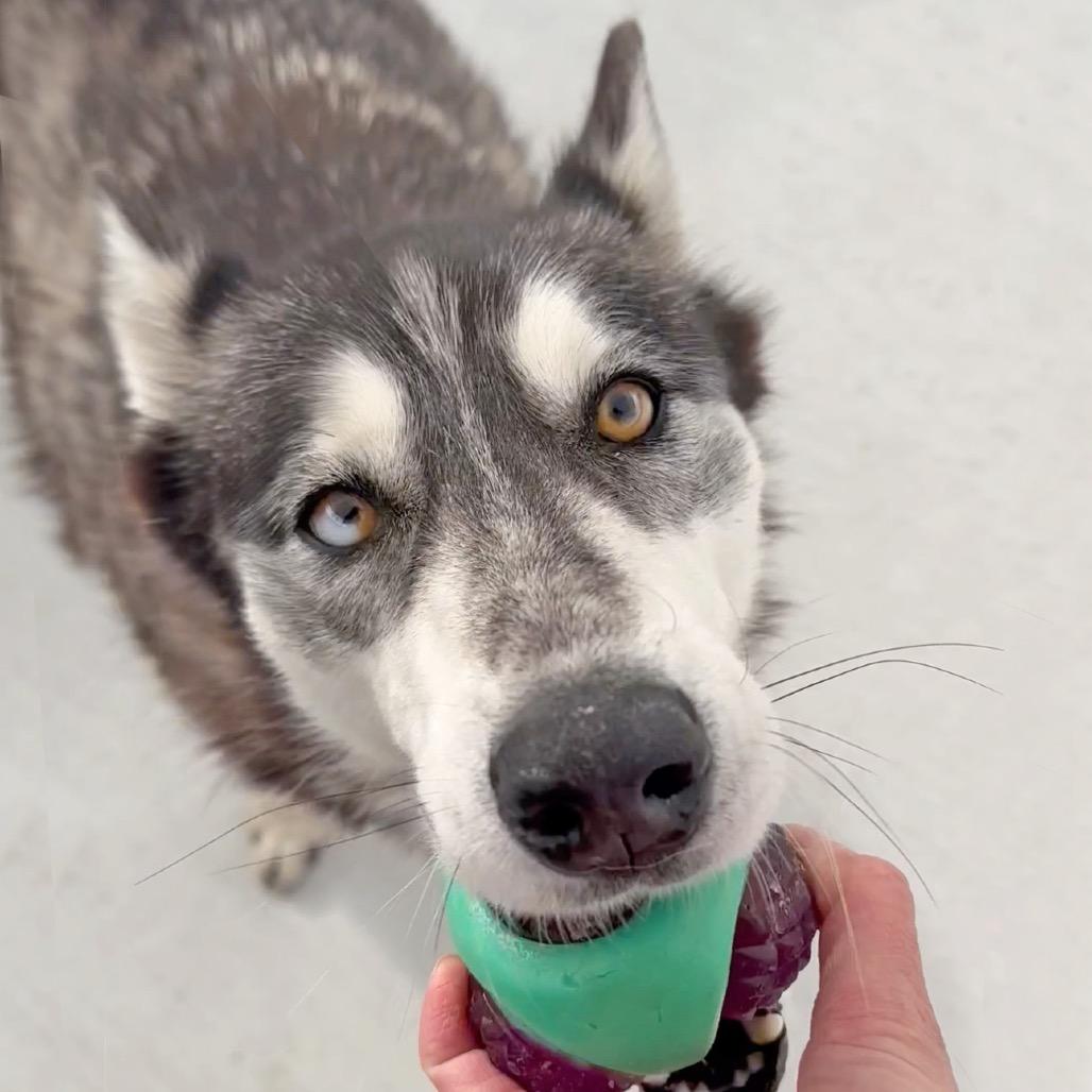 Ellora, a Adoptable Mixed Breed in Hailey, ID image 6/6
