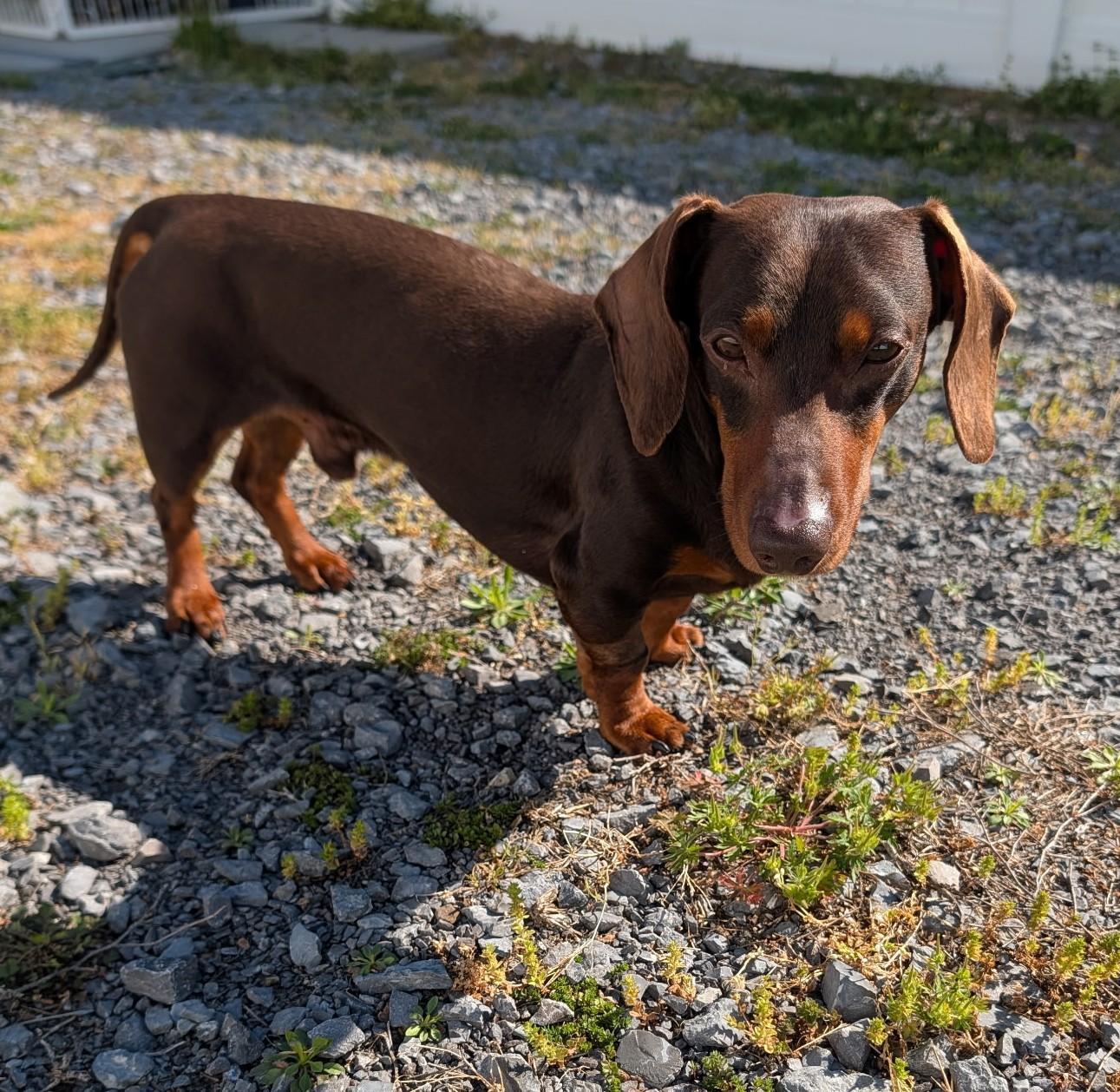 Enlarge Slinky in GA, a ADOPTABLE Dachshund in Martinez, GA image 4/5