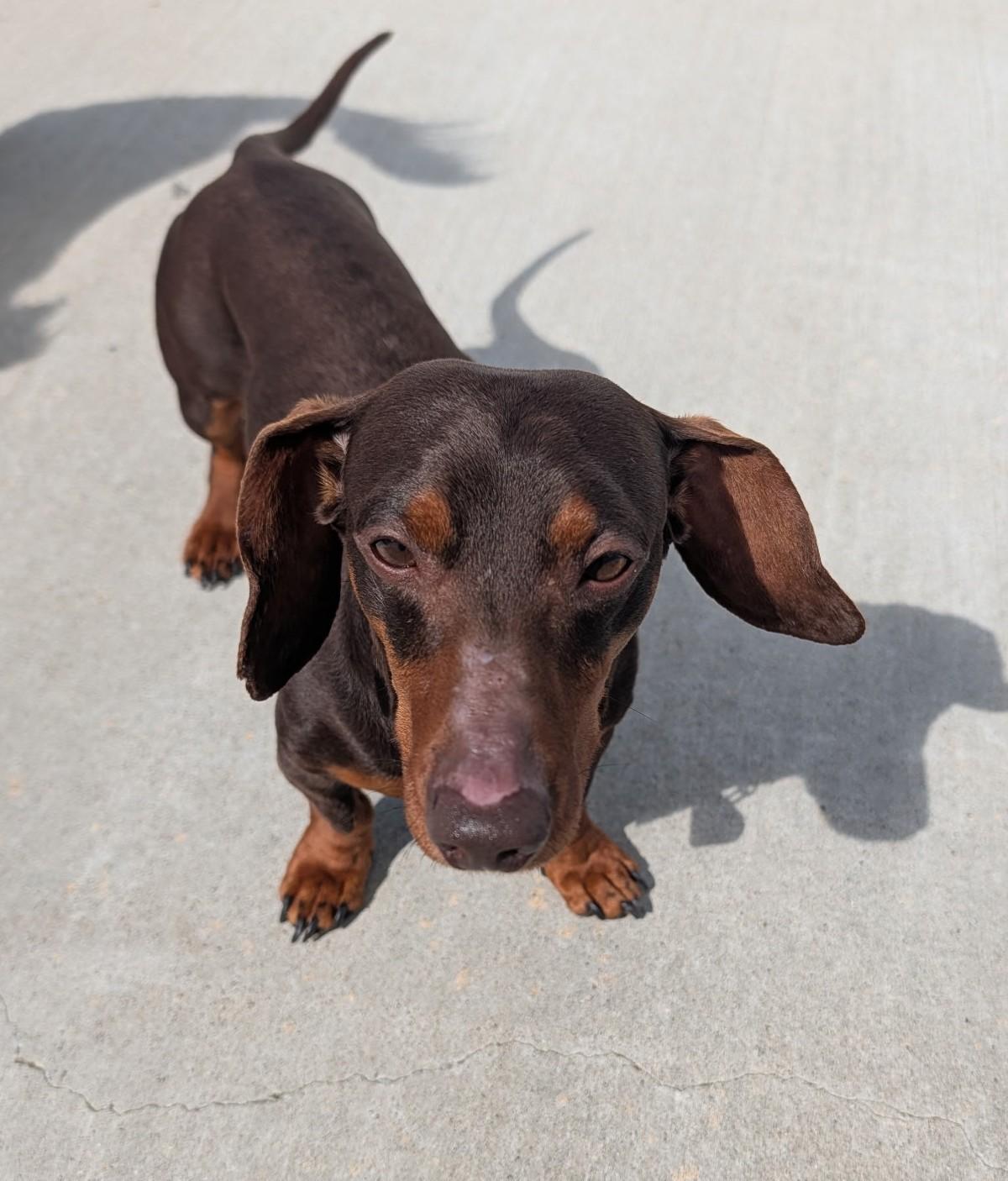 Enlarge Slinky in GA, a ADOPTABLE Dachshund in Martinez, GA image 5/5
