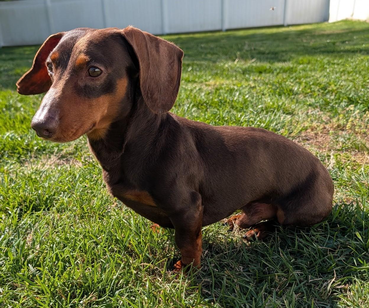 Slinky in GA, ADOPTABLE, Adult Male Dachshund.