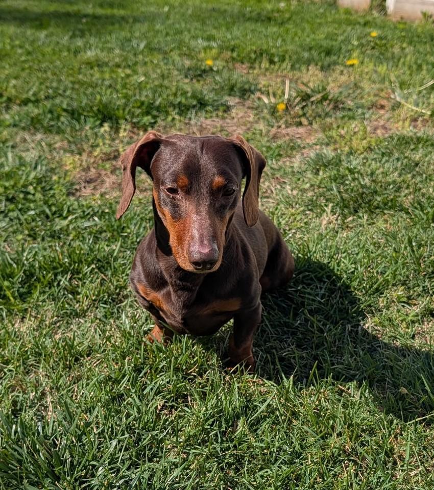 Enlarge Slinky in GA, a ADOPTABLE Dachshund in Martinez, GA image 3/5