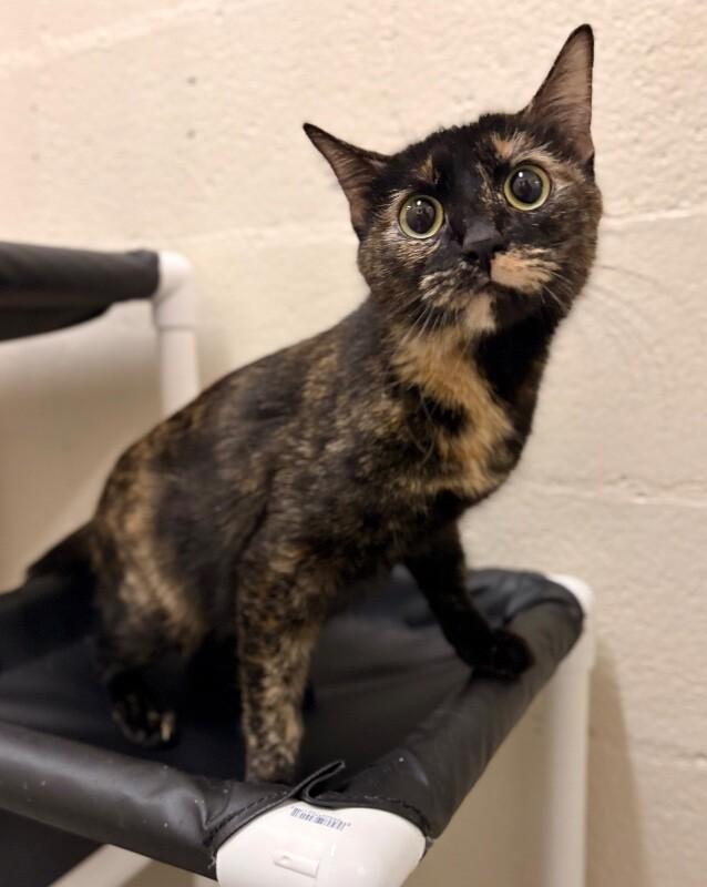 Enlarge Coca Cola, a Adoptable Tortoiseshell in Fruit Heights, UT image 1/3