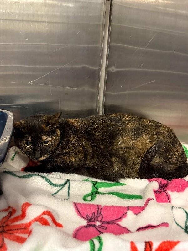 Enlarge Coca Cola, a Adoptable Tortoiseshell in Fruit Heights, UT image 2/3
