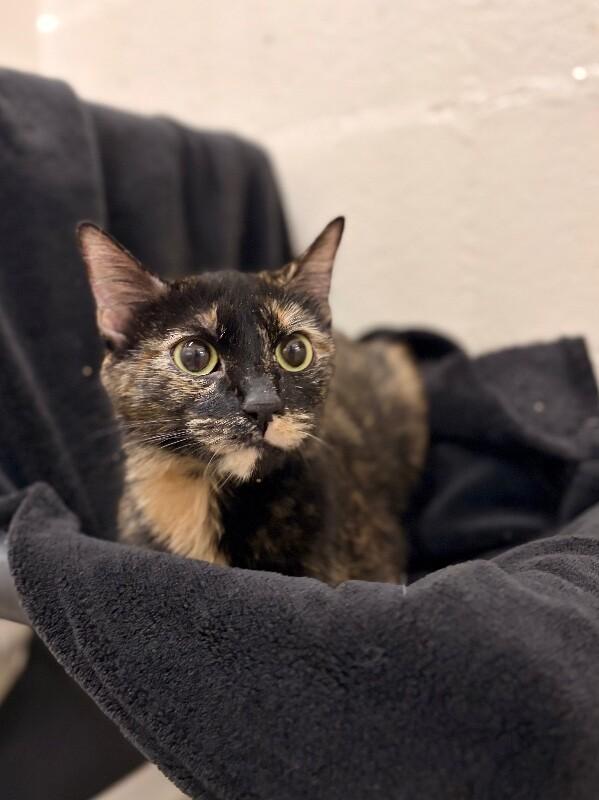 Enlarge Coca Cola, a Adoptable Tortoiseshell in Fruit Heights, UT image 3/3
