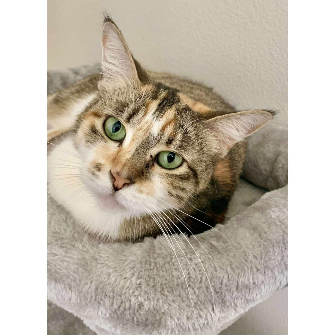 Mabel, adopted, Adult Female Calico & Domestic Short Hair.