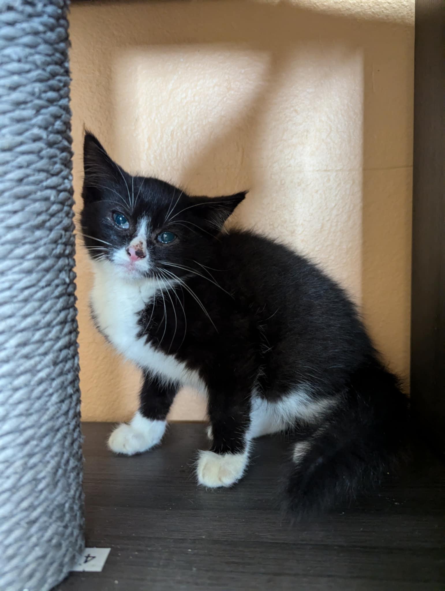 Saw, an adoptable Domestic Short Hair in Oconto, WI, 54153 | Photo Image 4