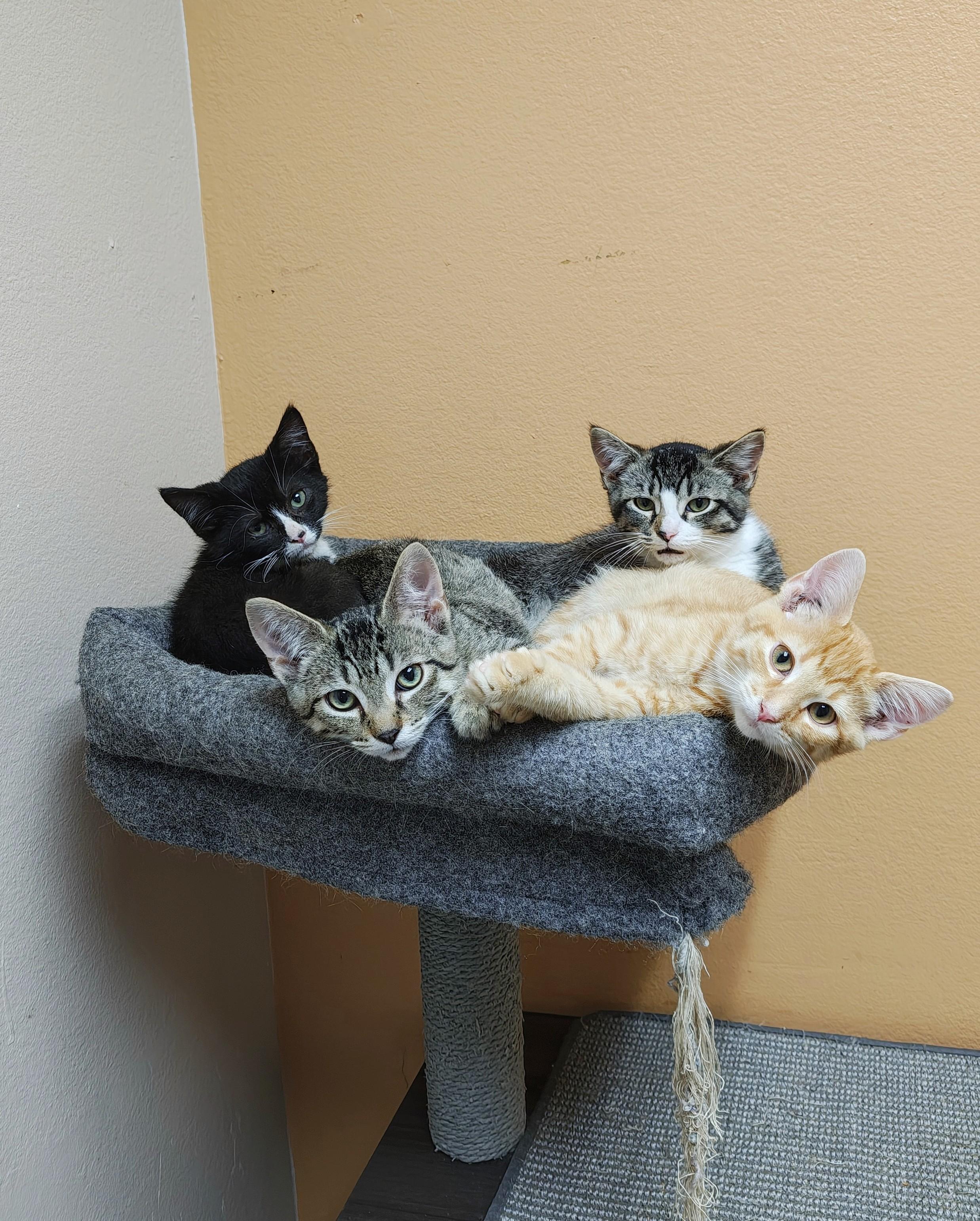 Saw, an adoptable Domestic Short Hair in Oconto, WI, 54153 | Photo Image 2