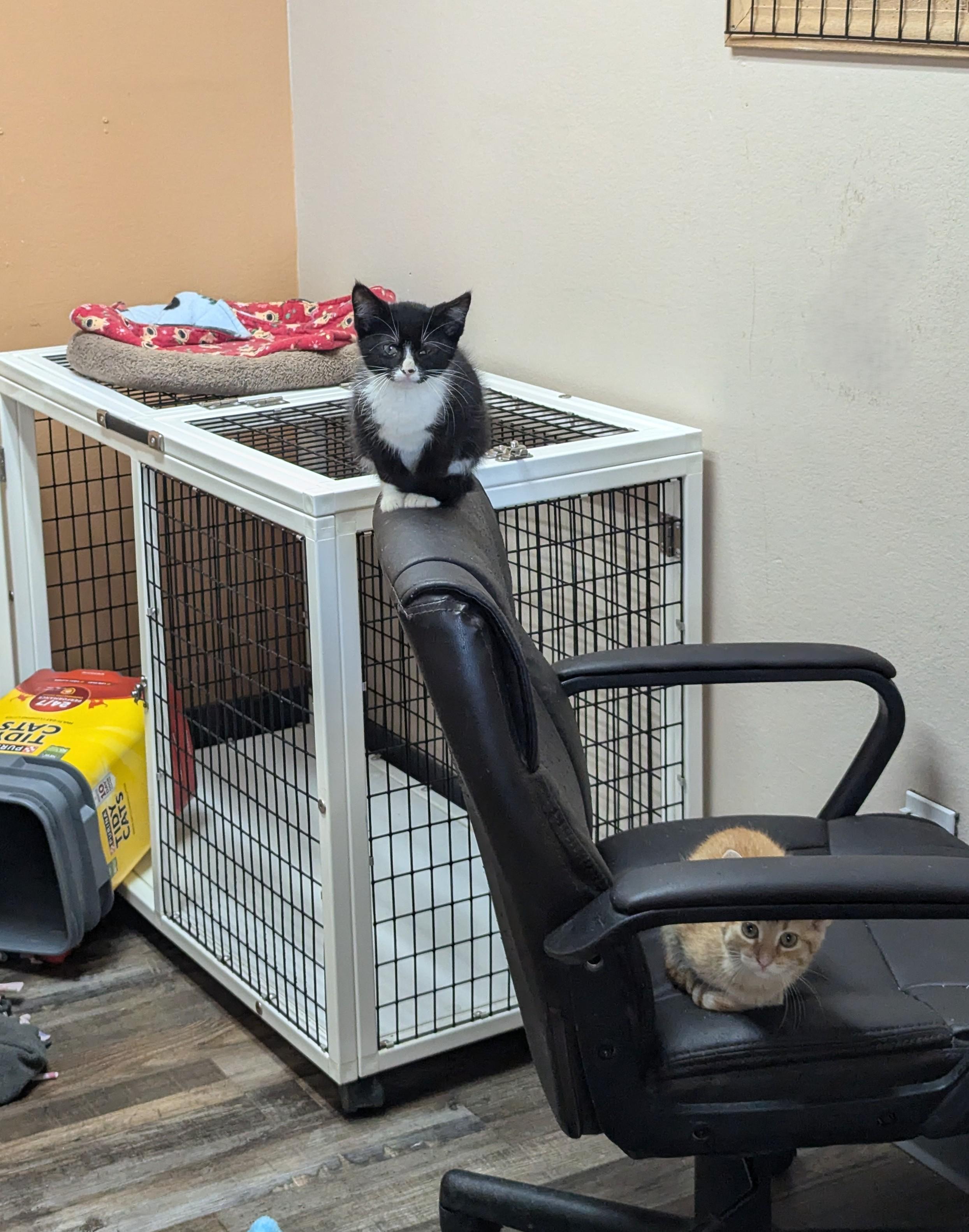 Saw, an adoptable Domestic Short Hair in Oconto, WI, 54153 | Photo Image 3