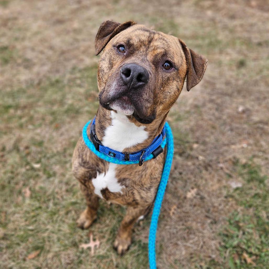 Enlarge Tyson, a Adoptable Mixed Breed in Davenport, IA image 1/2
