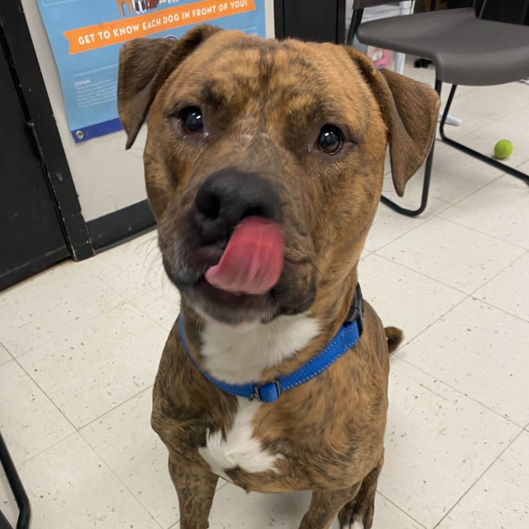 Tyson, Adoptable, Young Male Mixed Breed.