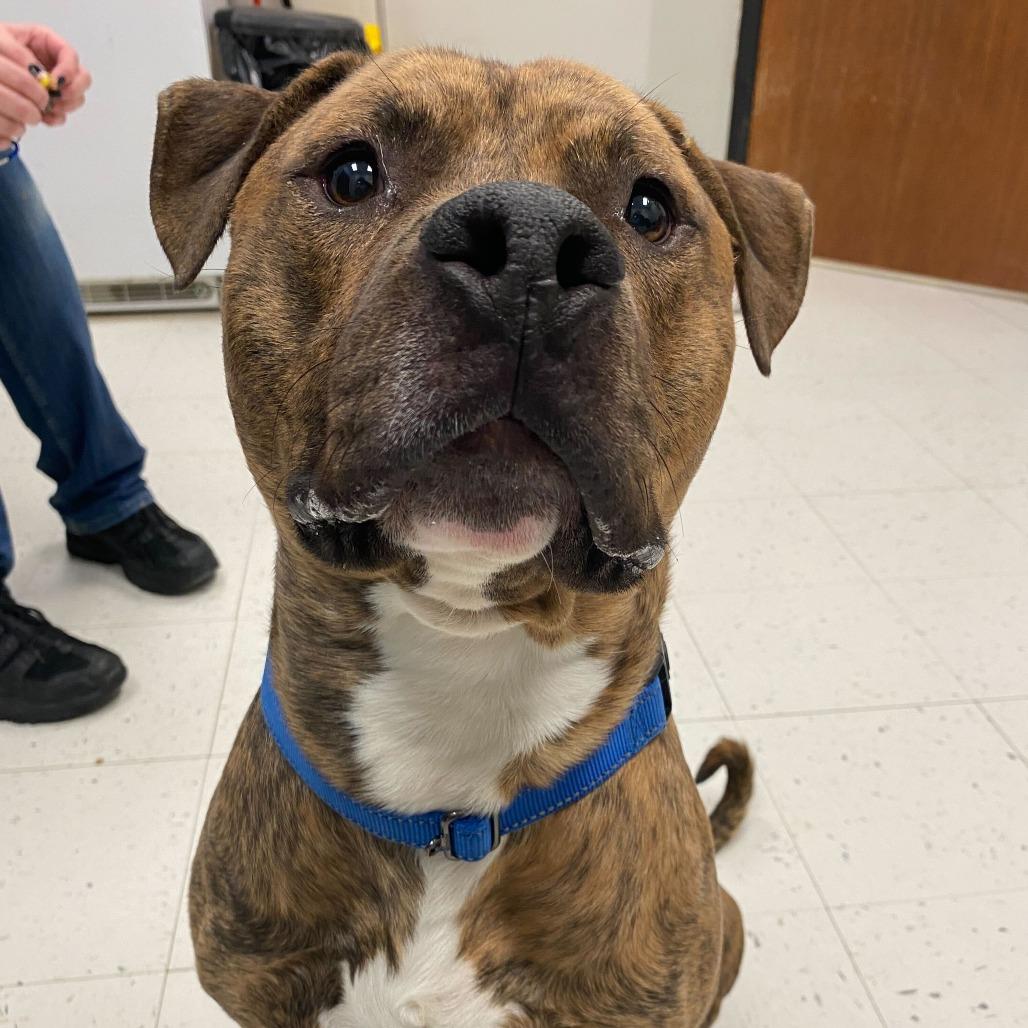 Enlarge Tyson, a Adoptable Mixed Breed in Davenport, IA image 2/3