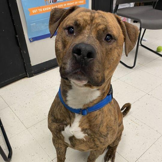 Enlarge Tyson, a Adoptable Mixed Breed in Davenport, IA image 3/3