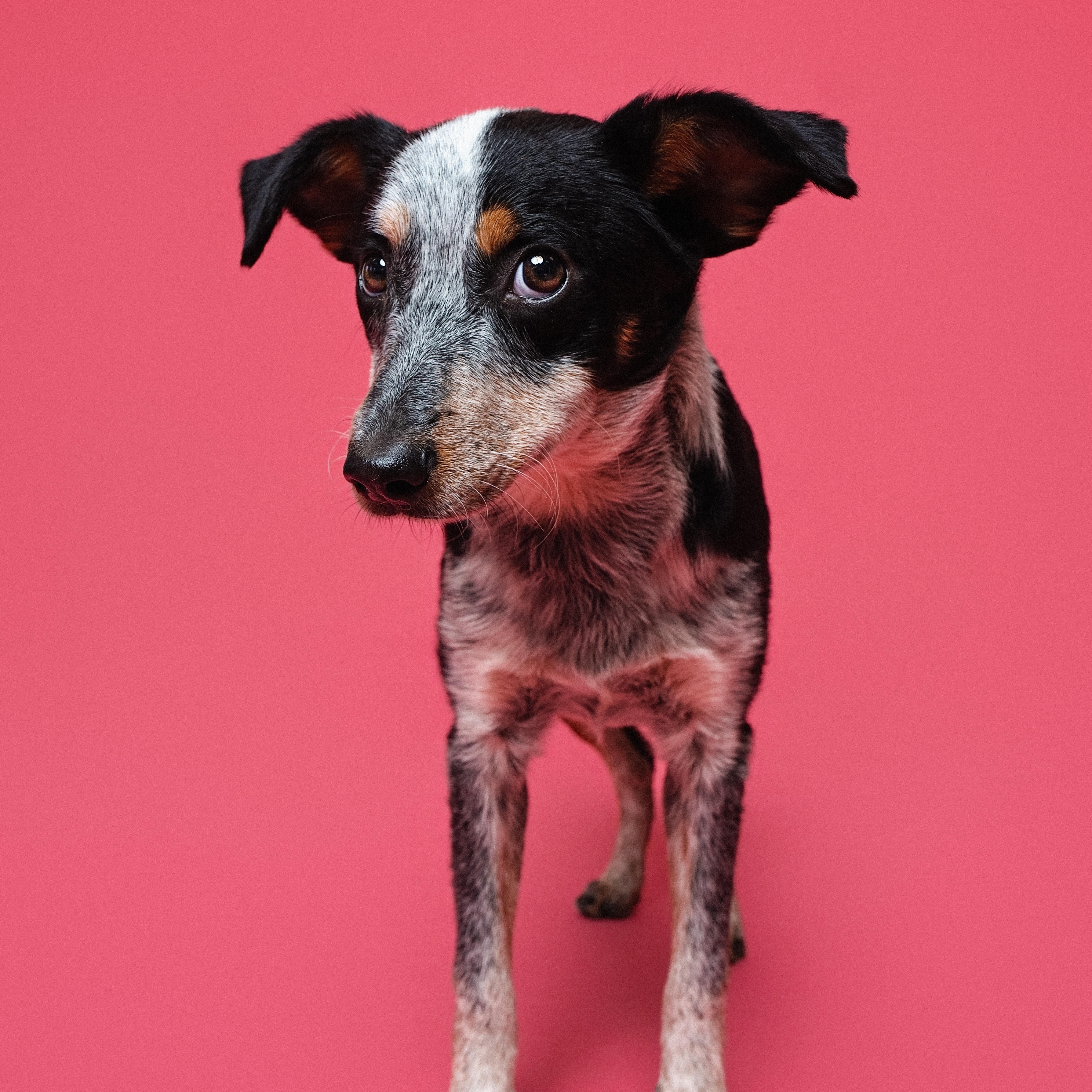Lily, an adoptable mixed breed in Cherry Hill, NJ image 2/6