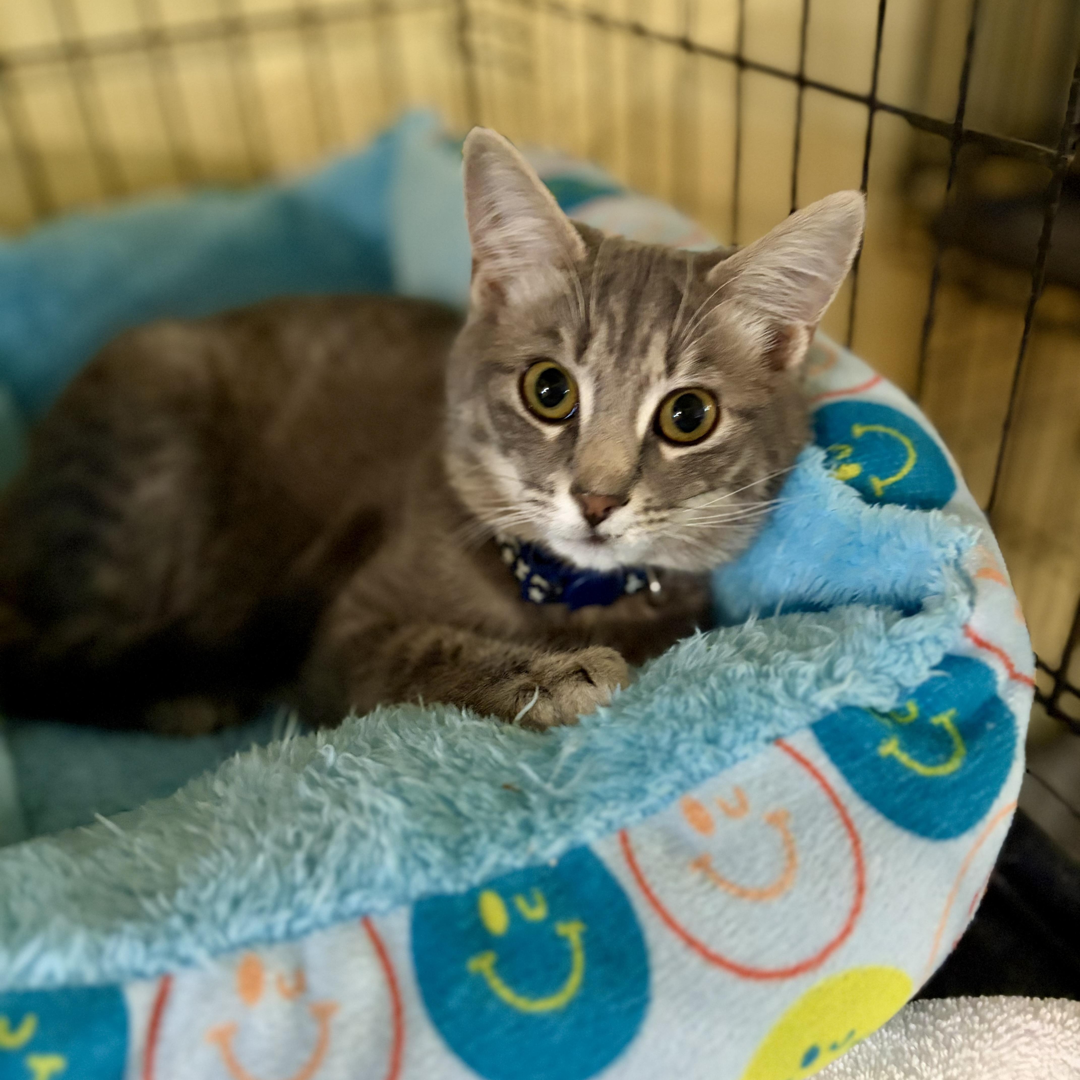 Peaches, Adoptable, Young Female Domestic Short Hair.