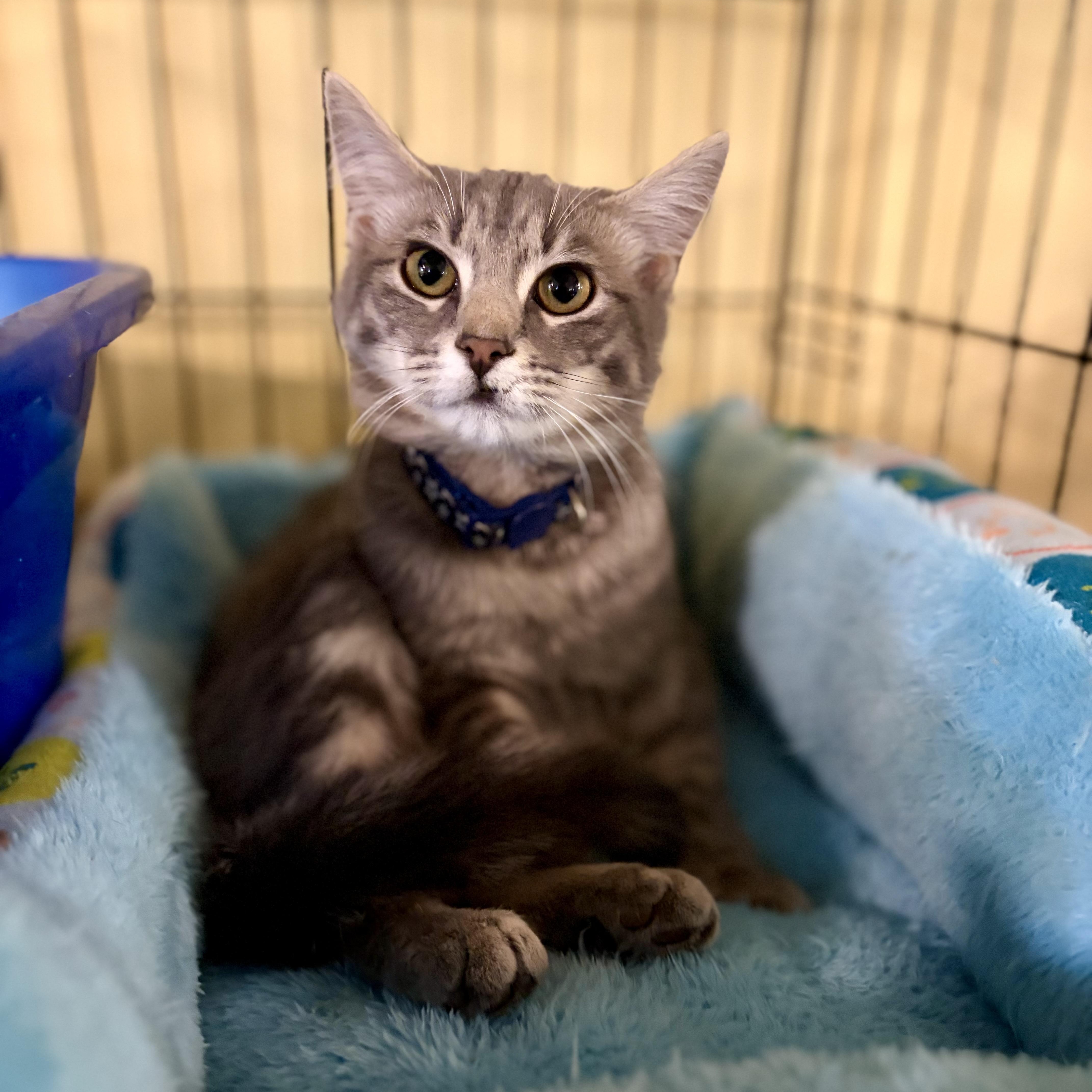 Enlarge Peaches, a Adoptable Domestic Short Hair in Greensboro, NC image 3/6