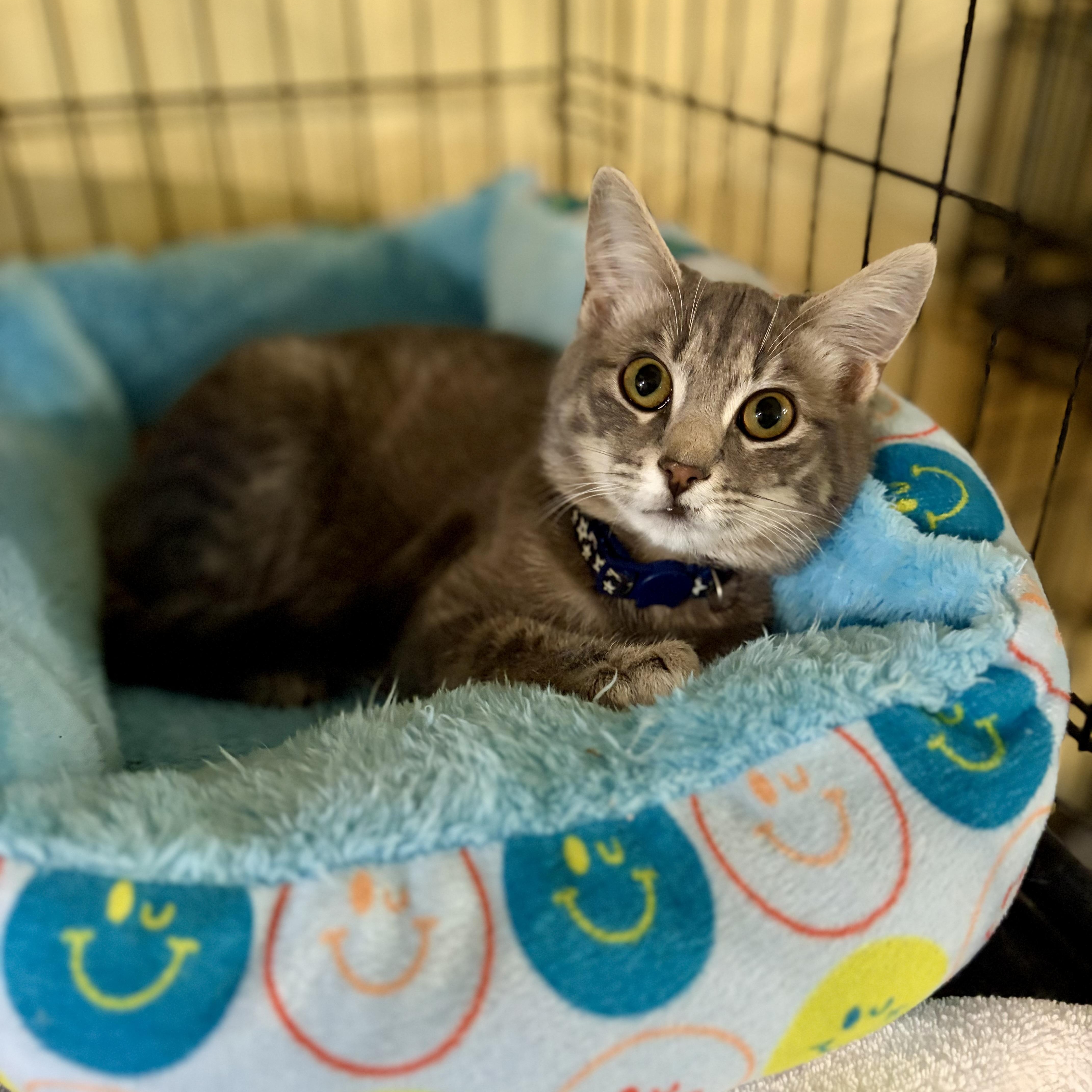 Enlarge Peaches, a Adoptable Domestic Short Hair in Greensboro, NC image 2/6