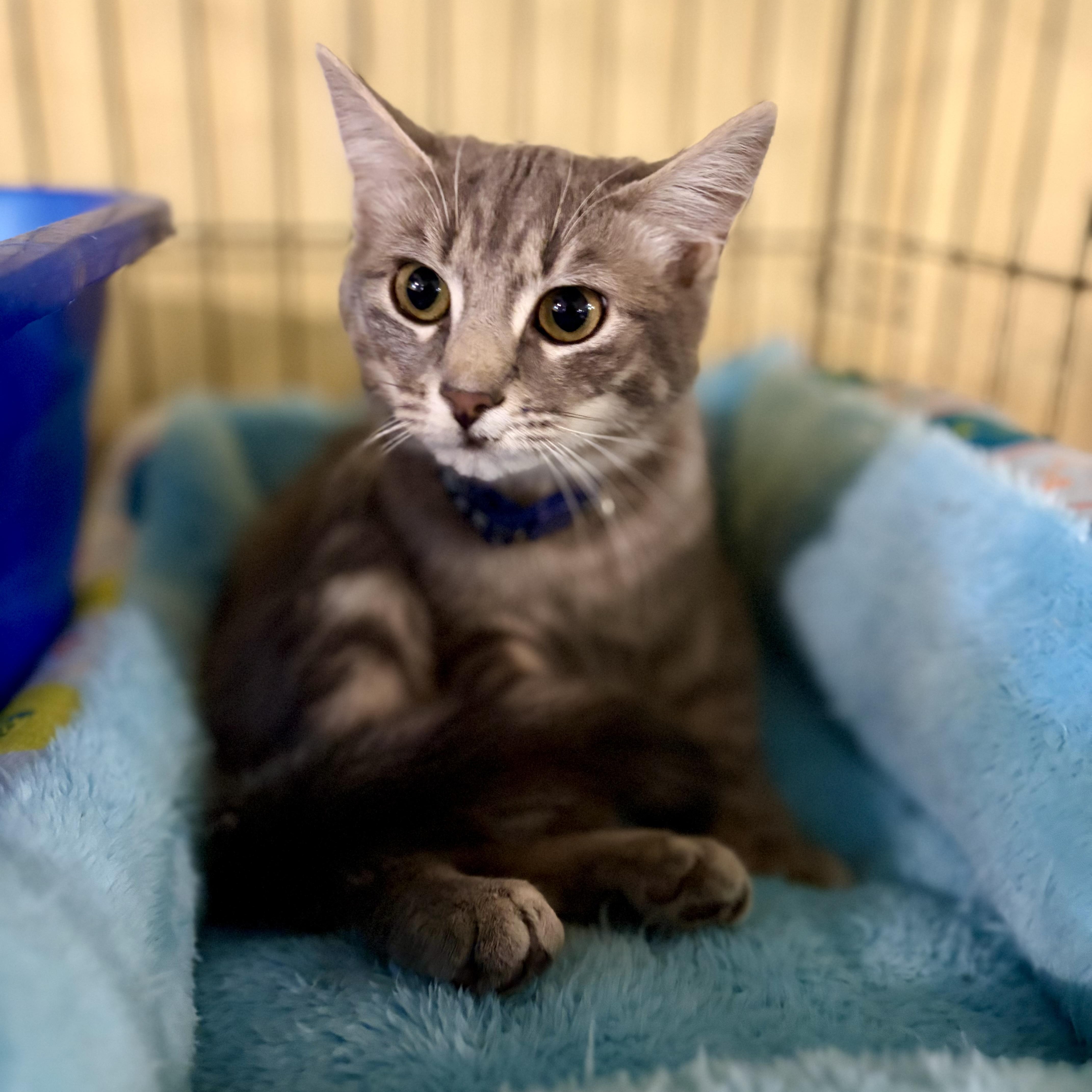 Enlarge Peaches, a Adoptable Domestic Short Hair in Greensboro, NC image 5/6