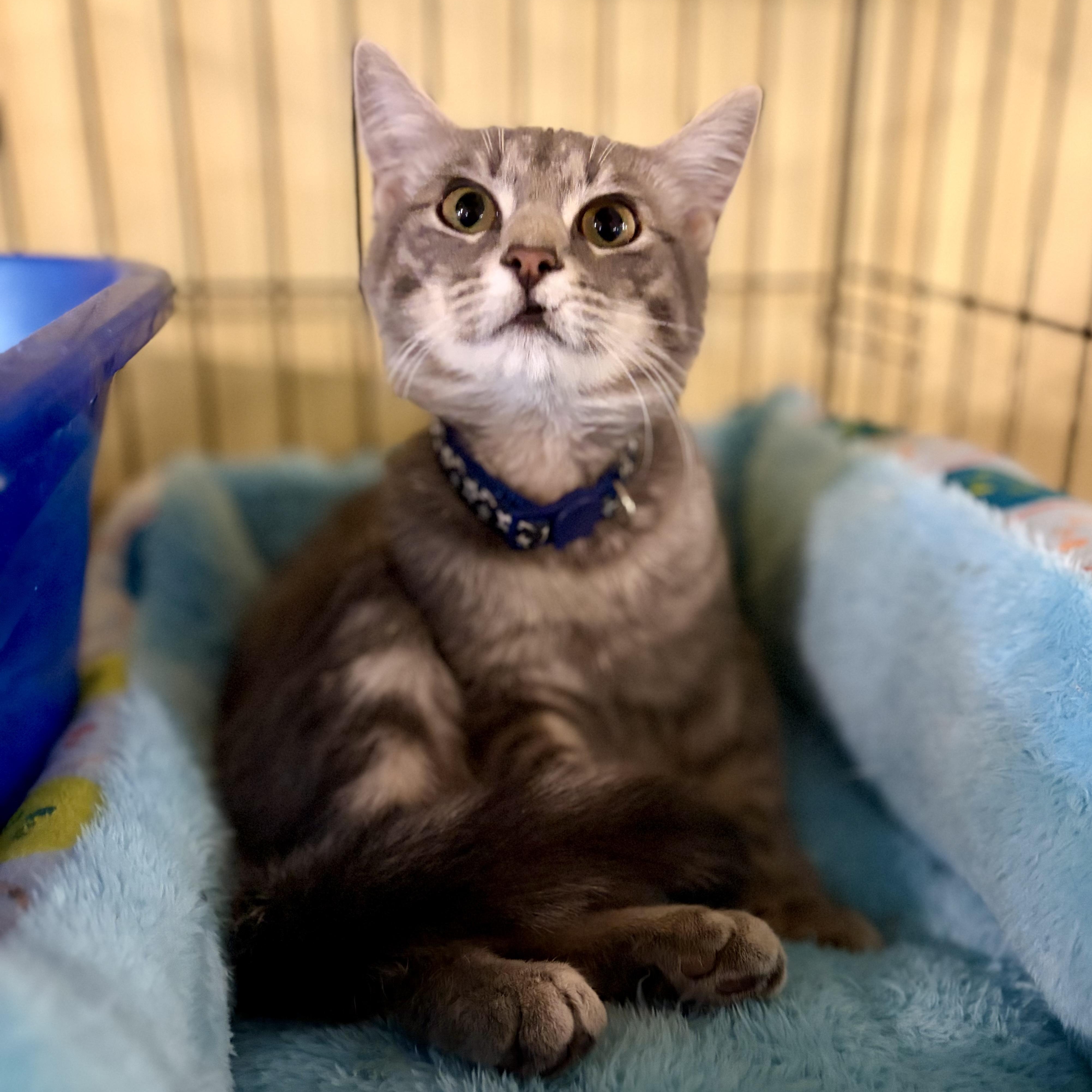 Enlarge Peaches, a Adoptable Domestic Short Hair in Greensboro, NC image 6/6