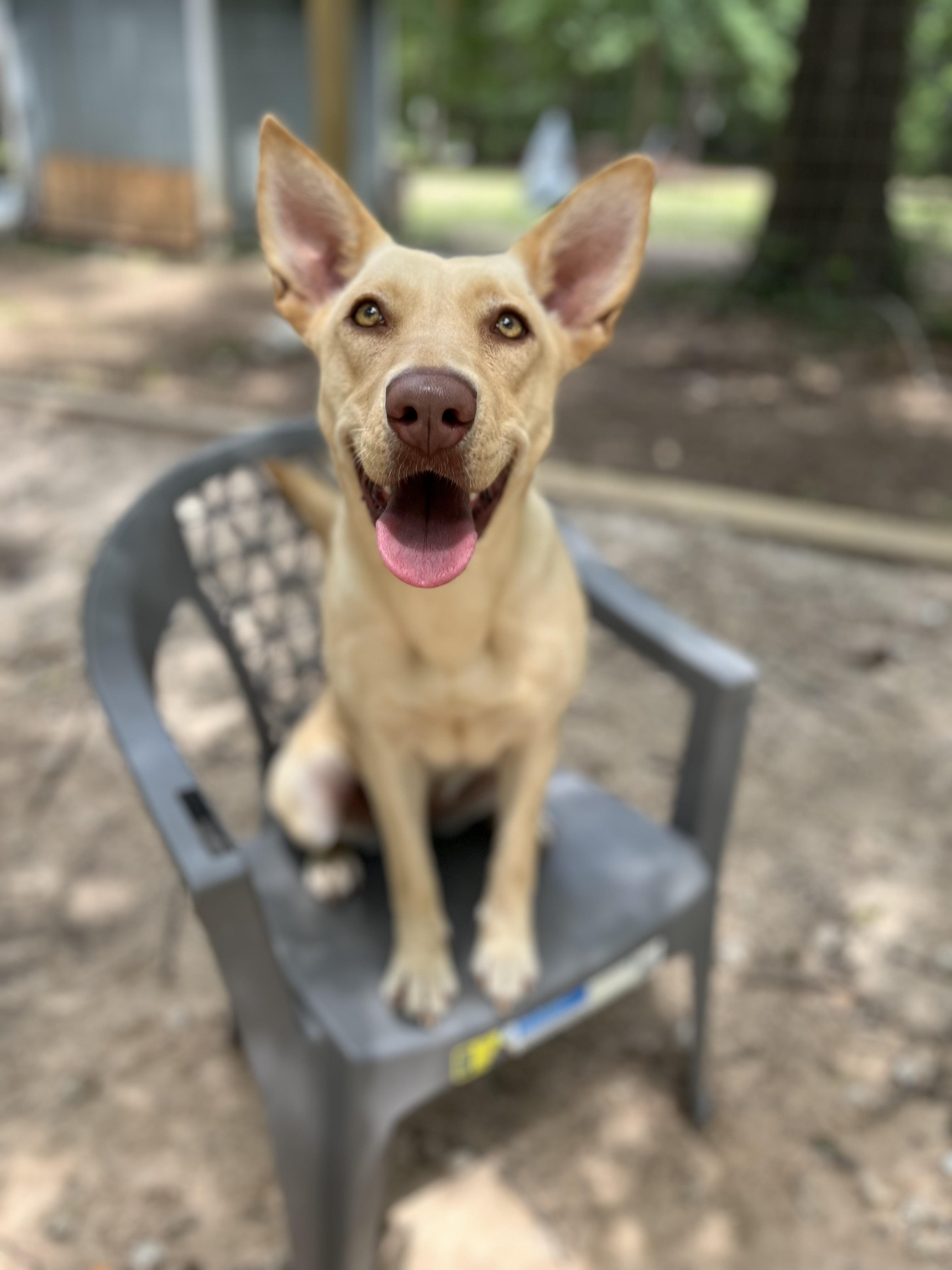 Lizzie, Adult Female Yellow Labrador Retriever