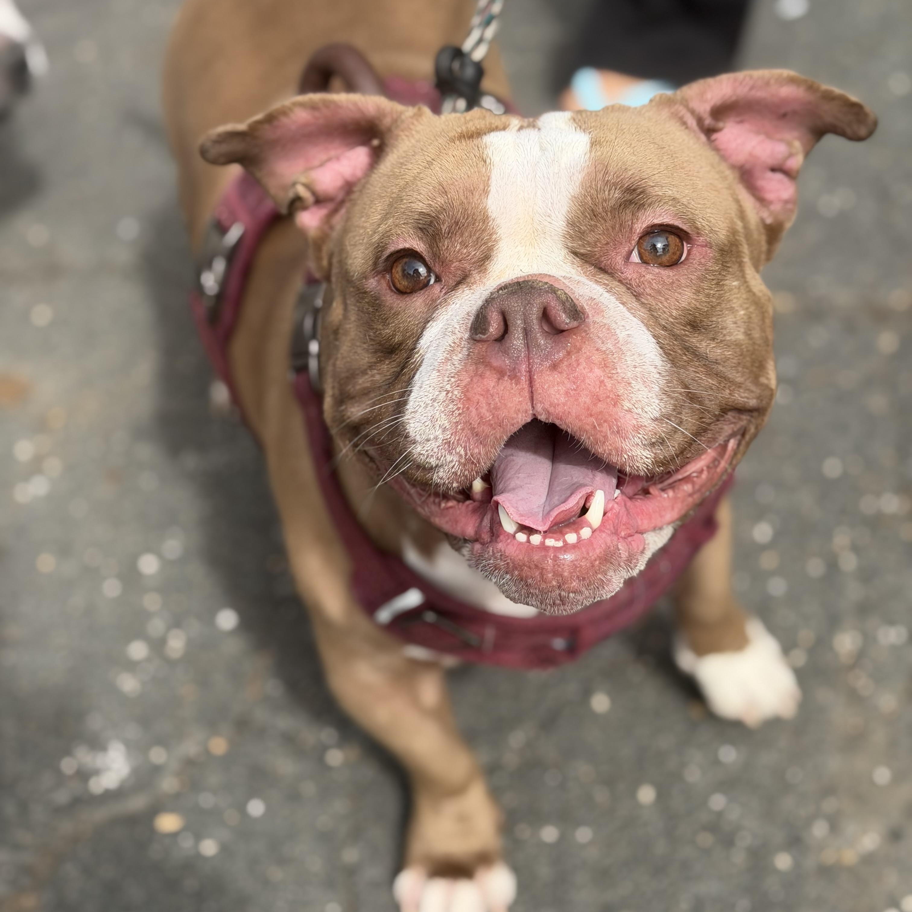 Louise, Adoptable, Young Female American Bully & French Bulldog.