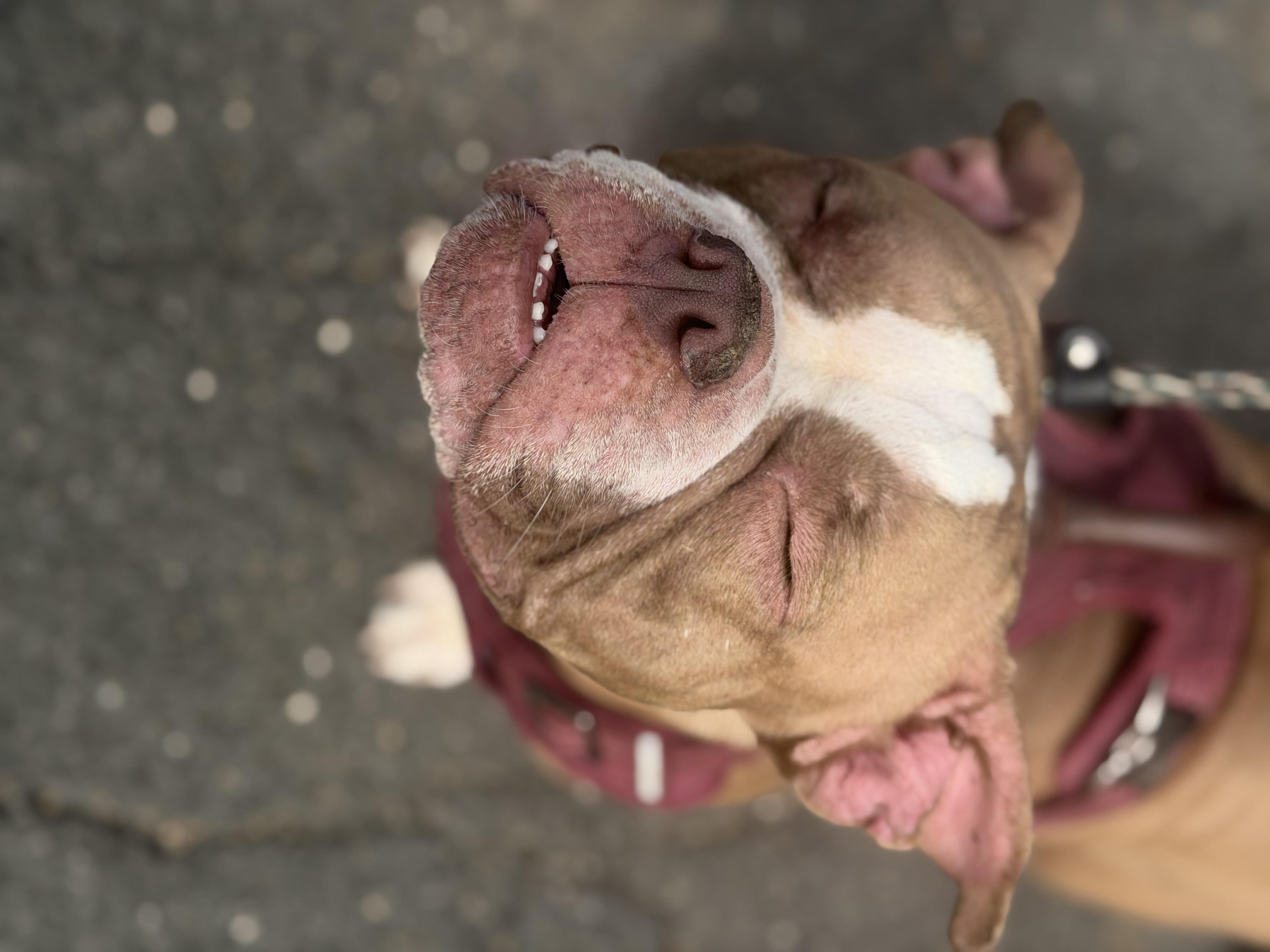 Enlarge Louise, a Adoptable mixed breed in Mahwah, NJ image 5/5
