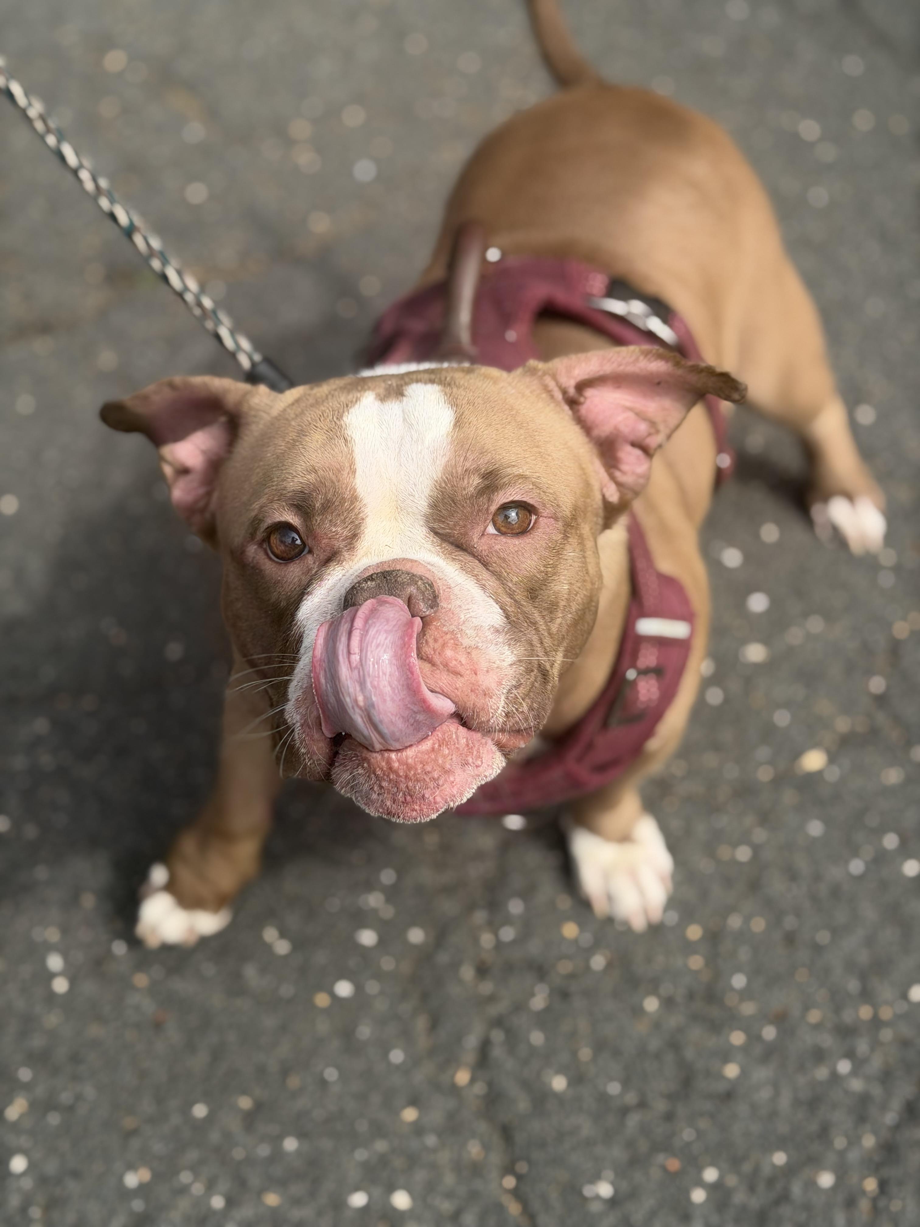 Enlarge Louise, a Adoptable mixed breed in Mahwah, NJ image 4/5