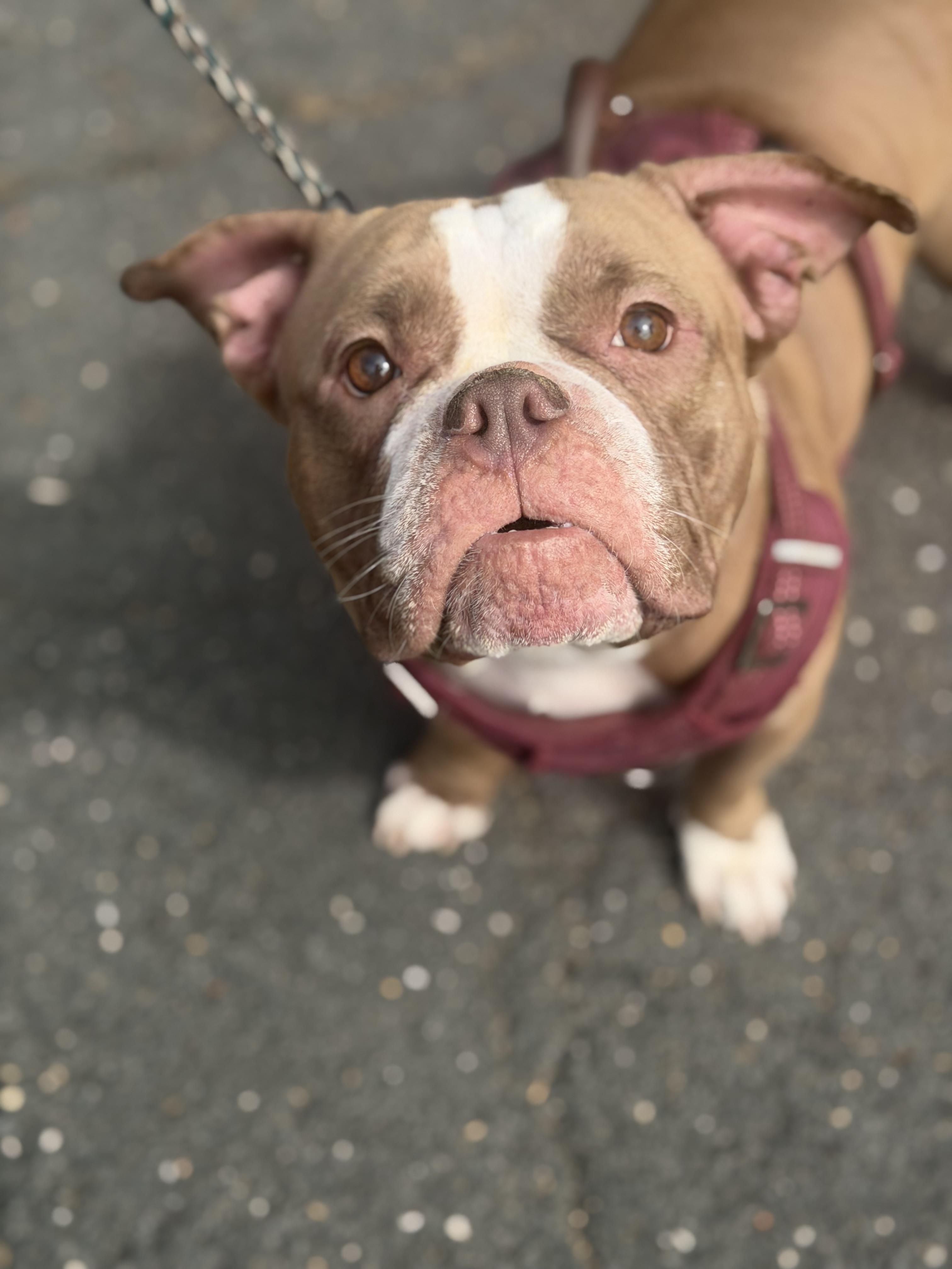 Enlarge Louise, a Adoptable mixed breed in Mahwah, NJ image 3/5