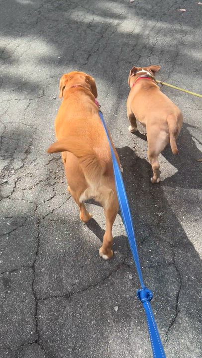 Enlarge Louise, a Adoptable mixed breed in Mahwah, NJ video 2/5