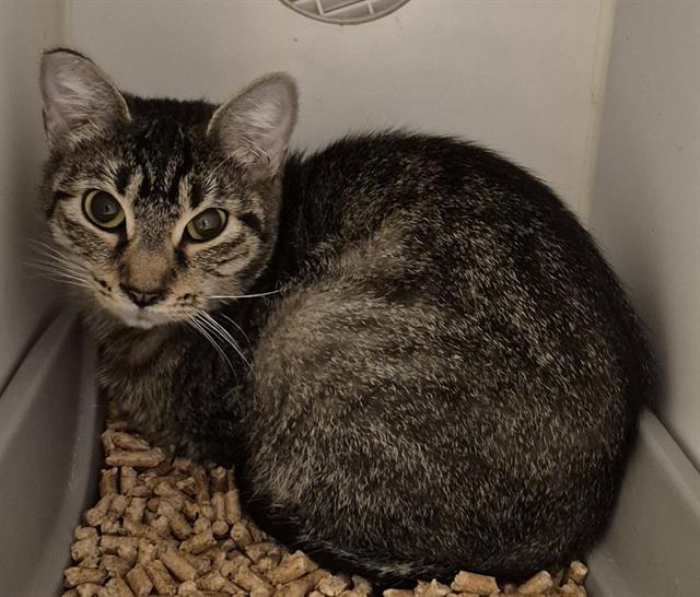 Enlarge ADELE, a Adoptable Domestic Short Hair in Lodi, CA image 1/1