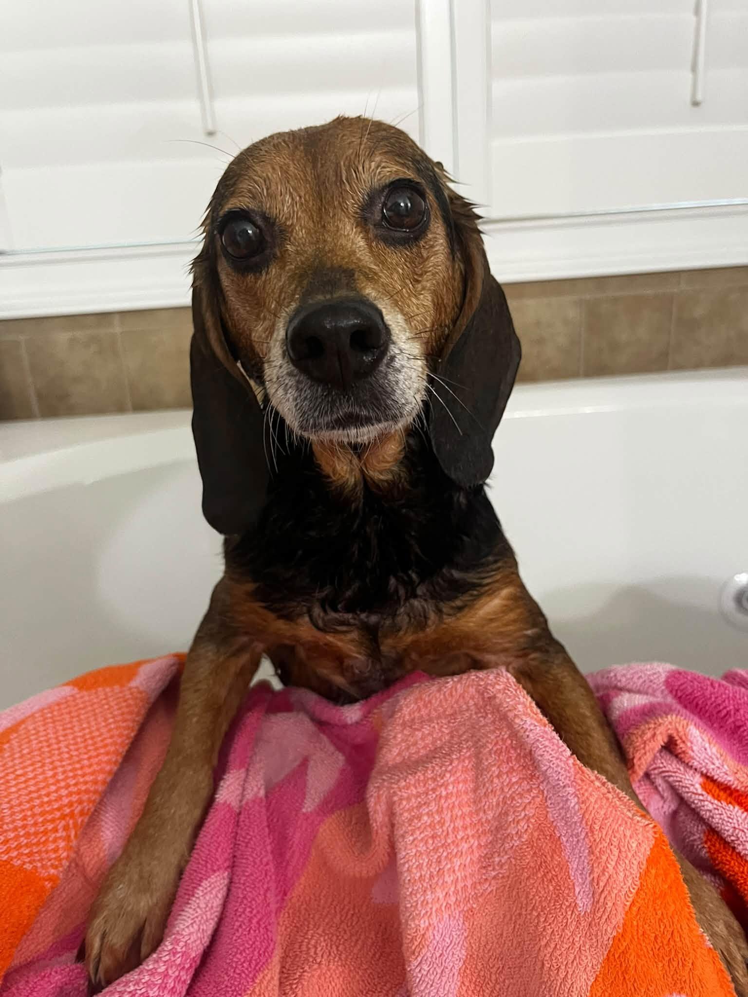 Enlarge Lizzie, a Adoptable Beagle in Williamsburg, VA image 3/6