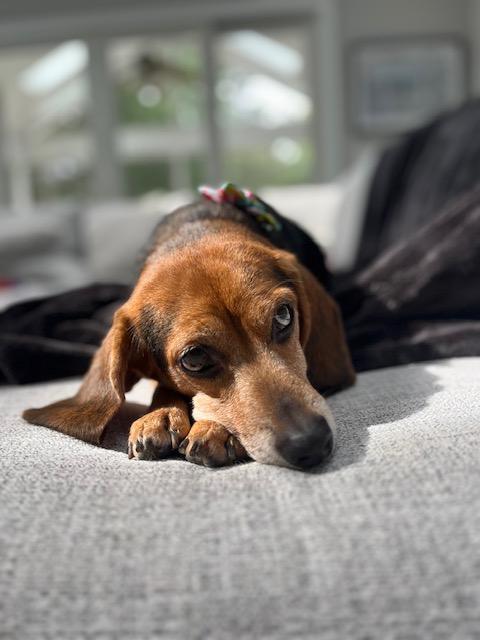 Enlarge Lizzie, a Adoptable Beagle in Williamsburg, VA image 2/6