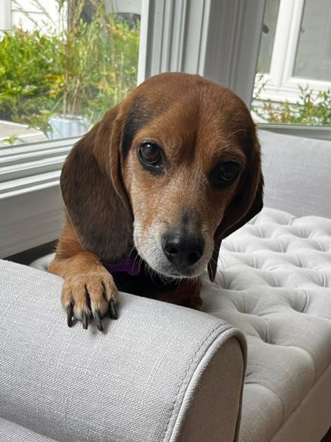 Enlarge Lizzie, a Adoptable Beagle in Williamsburg, VA image 1/6