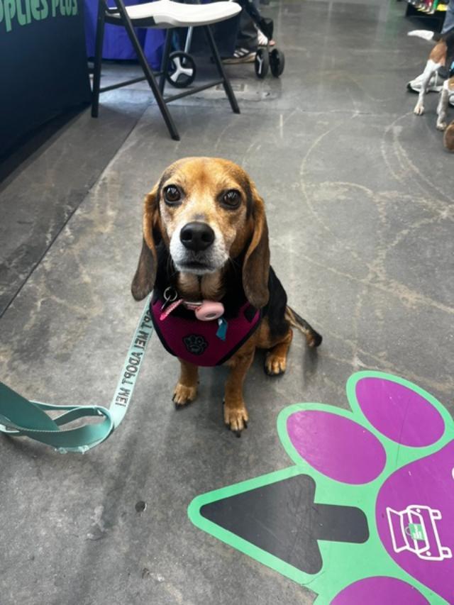 Enlarge Lizzie, a Adoptable Beagle in Williamsburg, VA image 5/6
