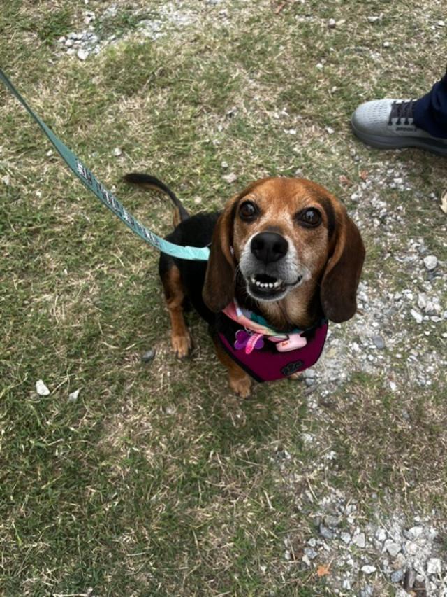 Enlarge Lizzie, a Adoptable Beagle in Williamsburg, VA image 6/6