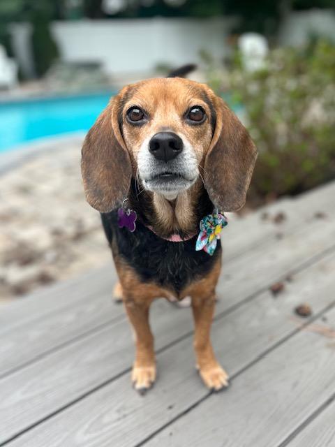 Enlarge Lizzie, a Adoptable Beagle in Williamsburg, VA image 4/6