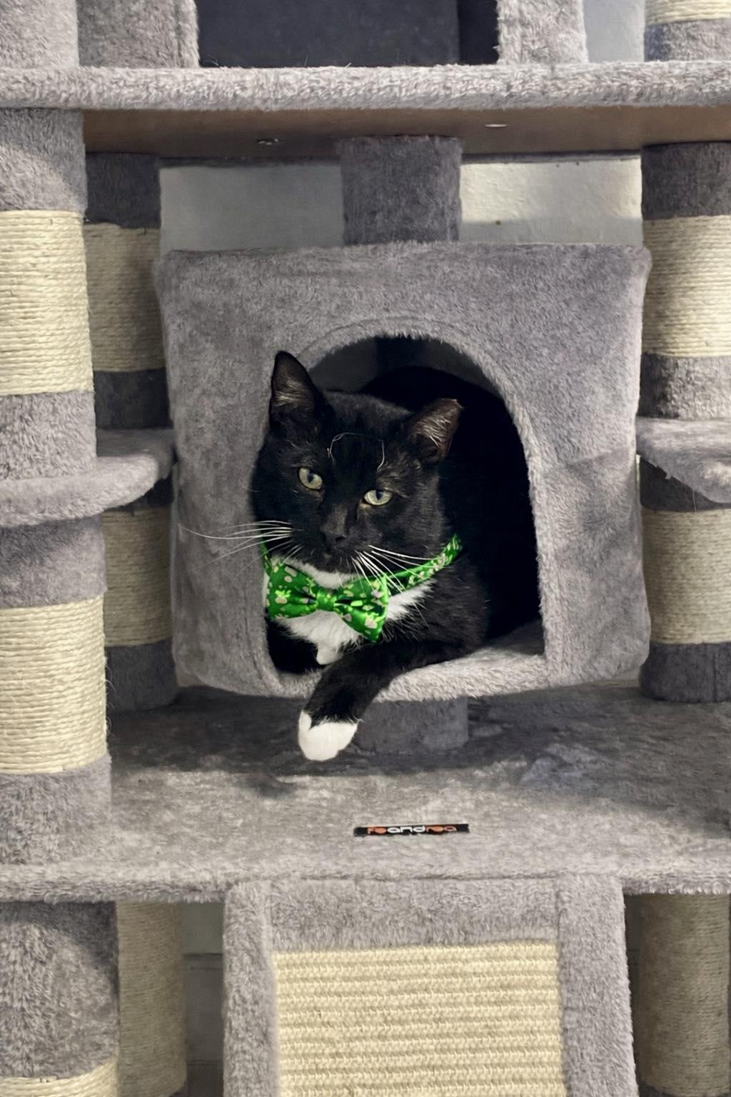 Enlarge Jack, a ADOPTABLE Tuxedo in Webster, NY image 1/1