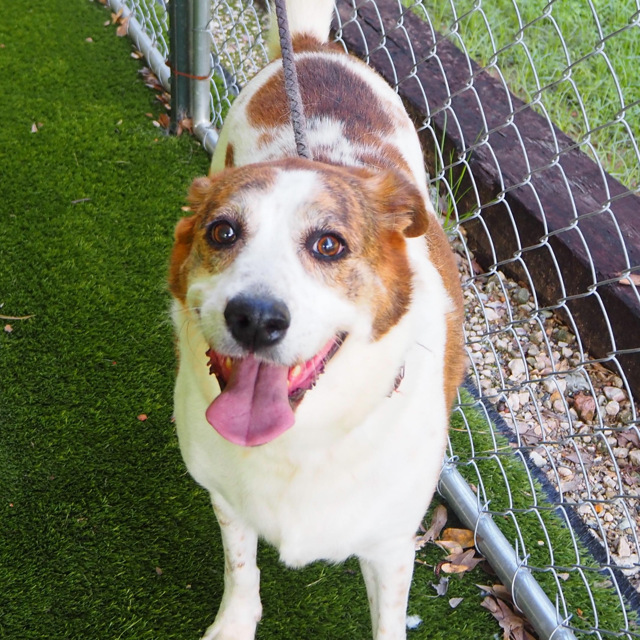 Enlarge Rosie, a Adoptable mixed breed in Burns Harbor, IN image 1/5