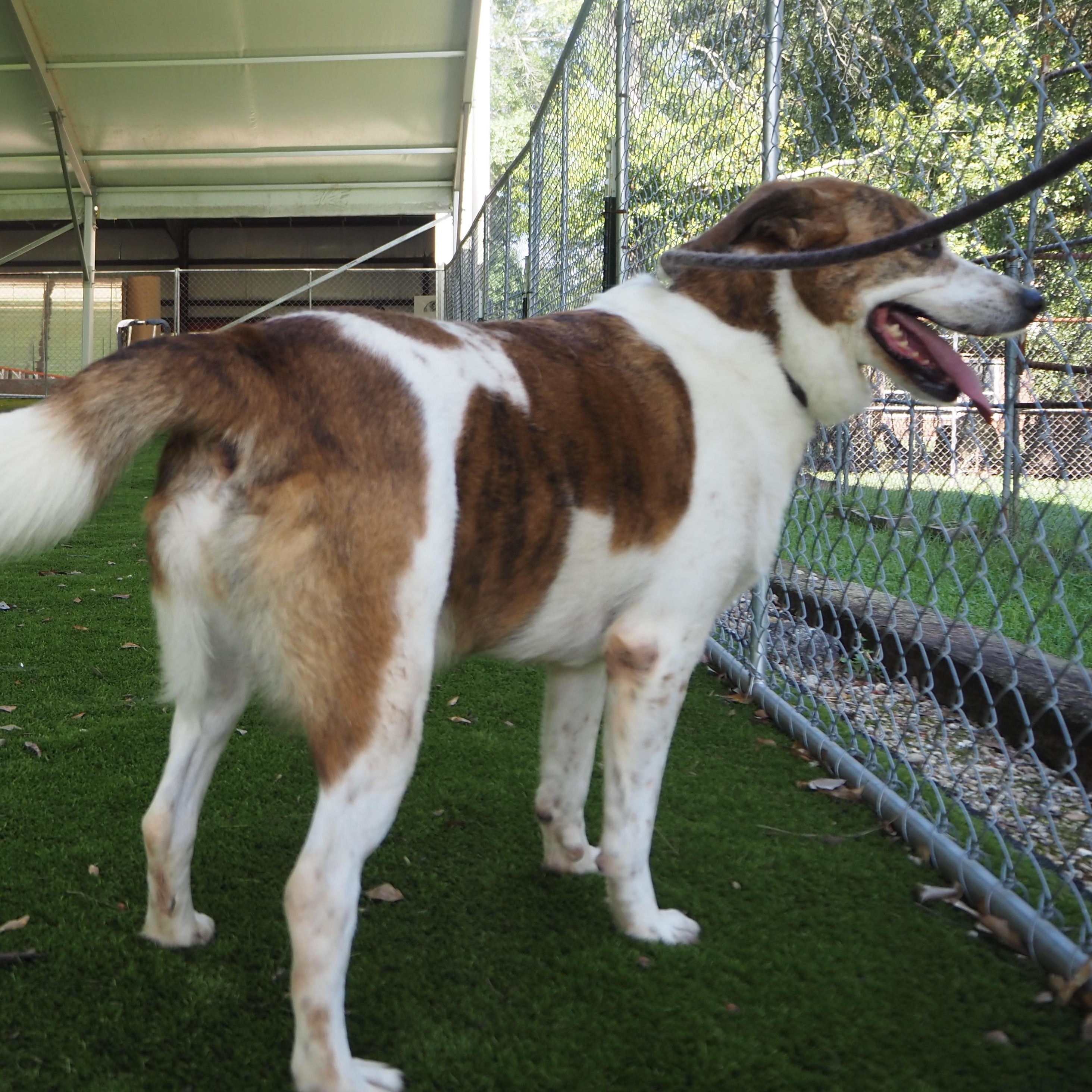 Enlarge Rosie, a Adoptable mixed breed in Burns Harbor, IN image 2/5