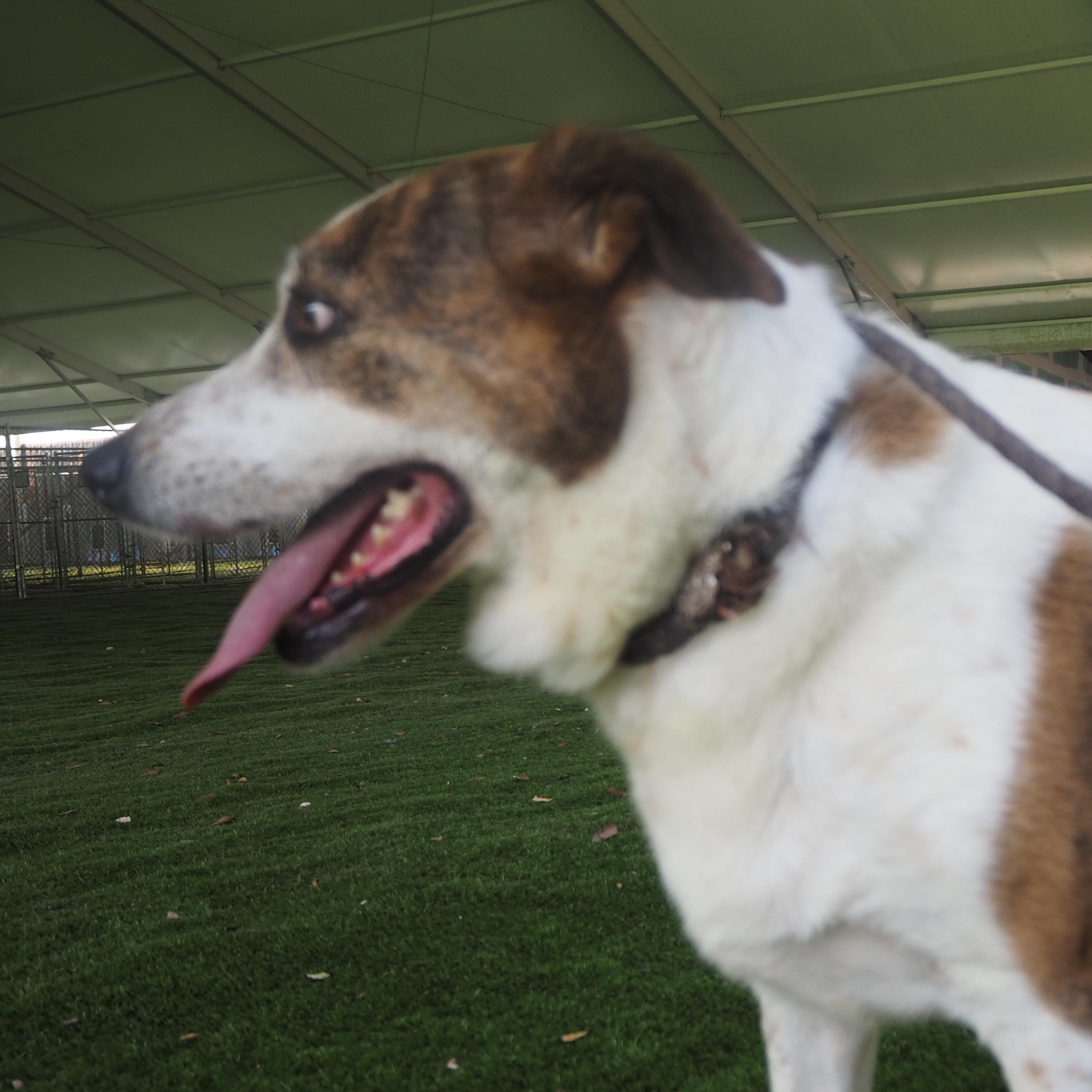 Enlarge Rosie, a Adoptable mixed breed in Burns Harbor, IN image 3/5