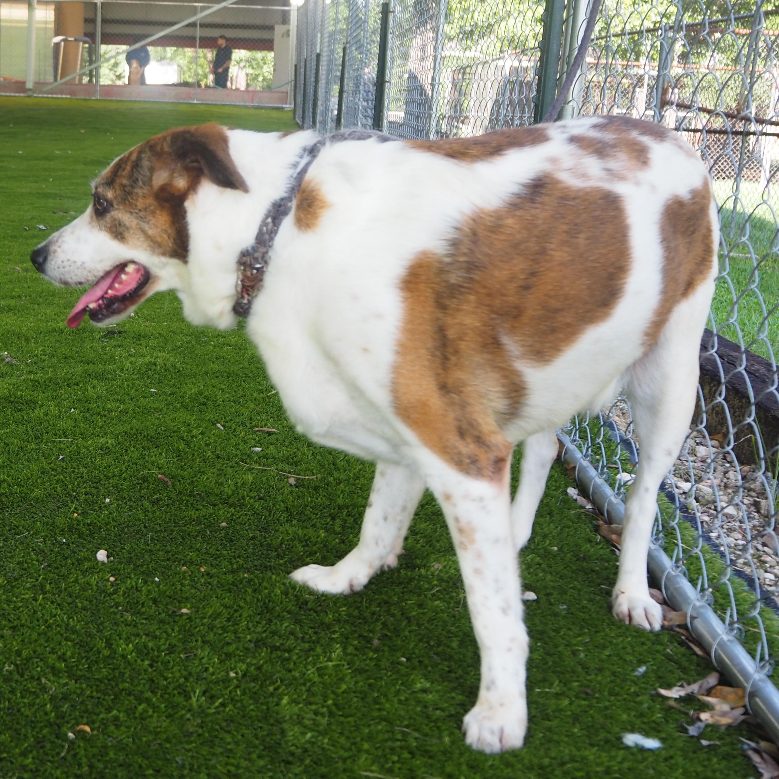 Enlarge Rosie, a Adoptable mixed breed in Burns Harbor, IN image 4/5